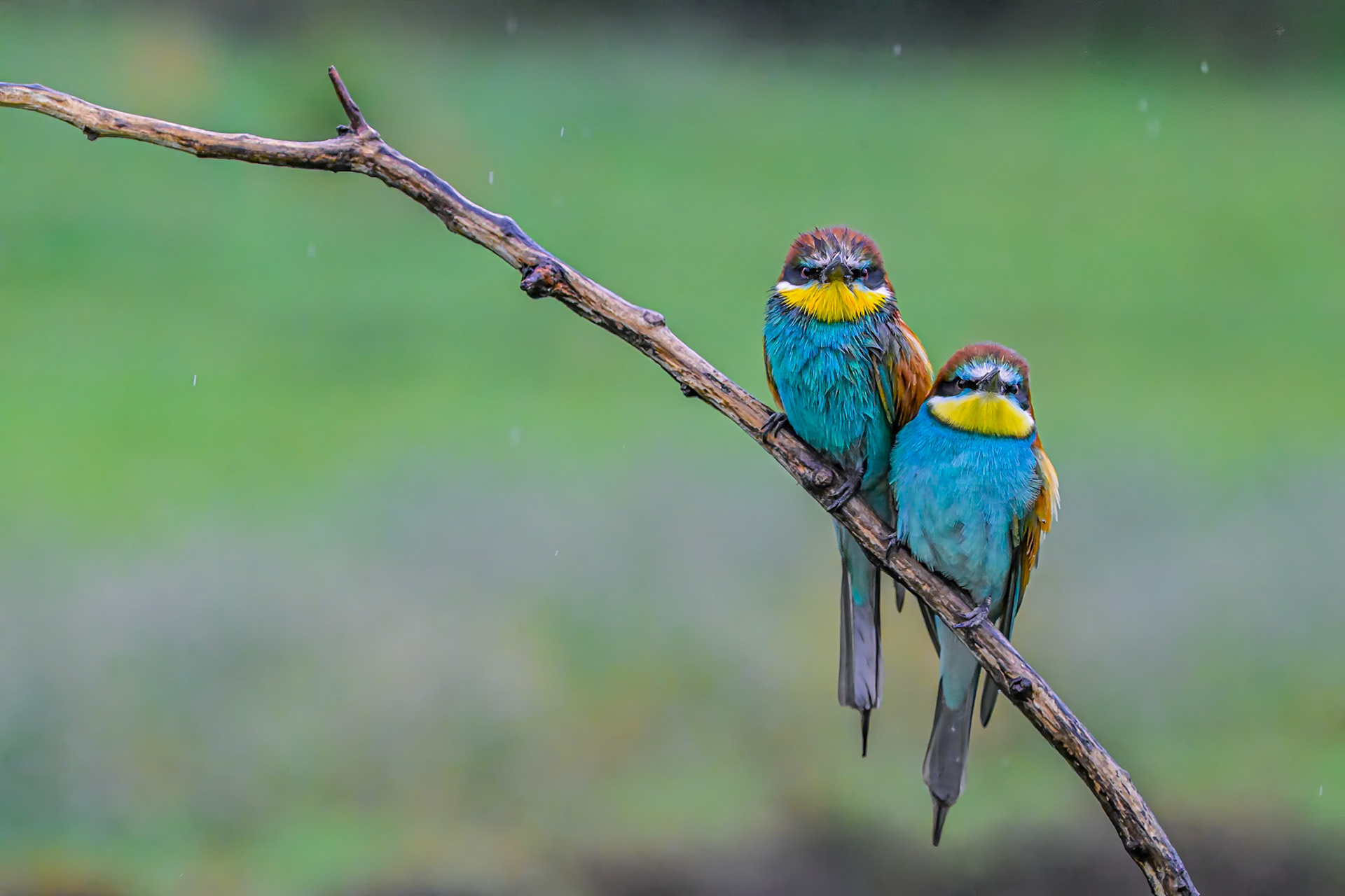 European Bee-eater, Hungary
