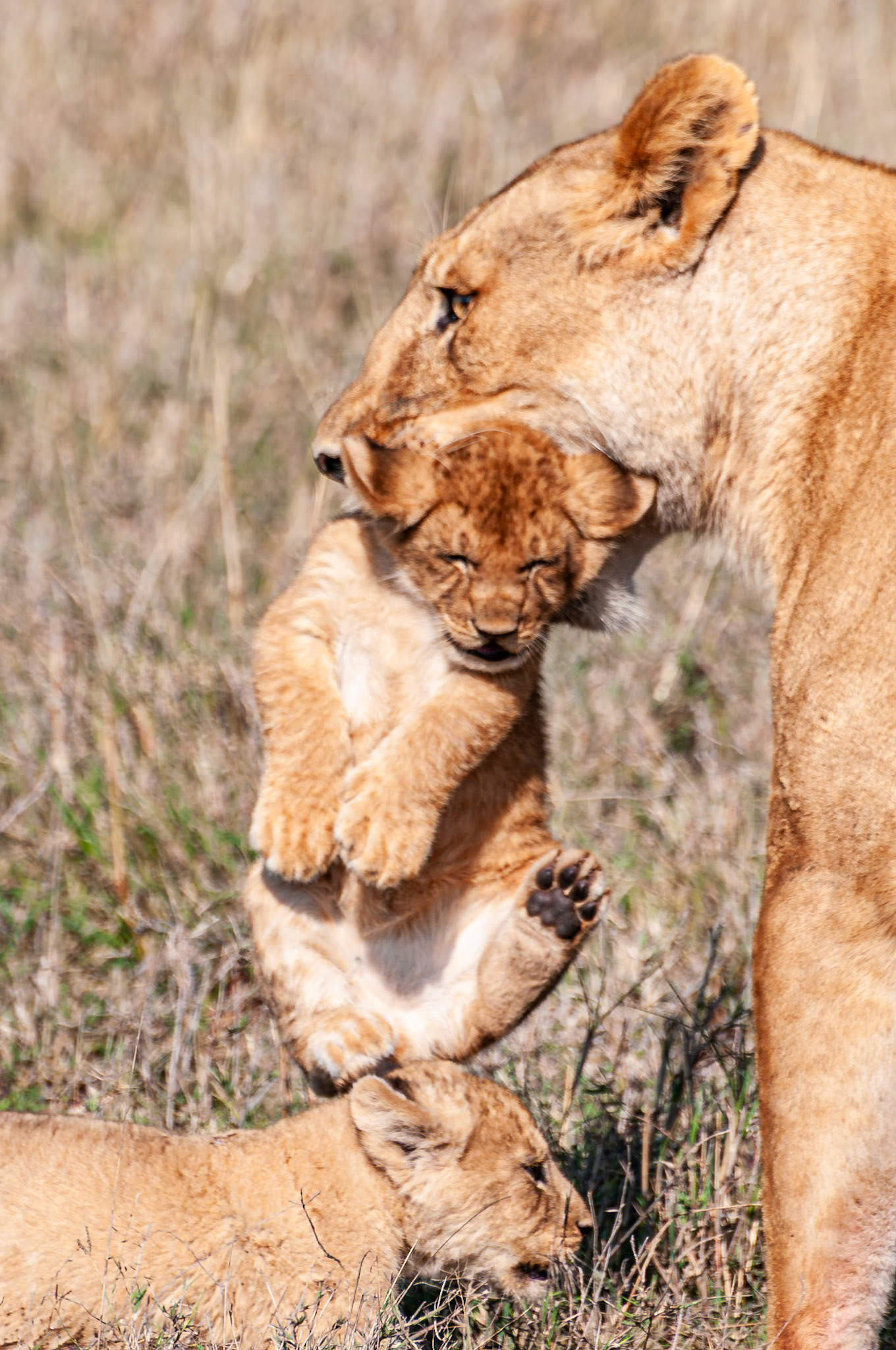 Lioness & Cubs, Kenya