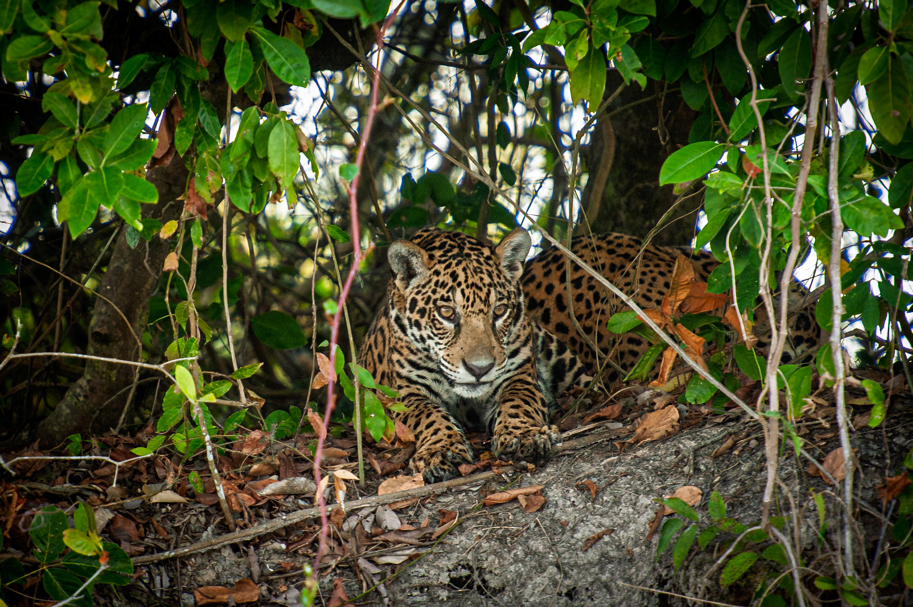 Jaguar, Pantanal Brazil