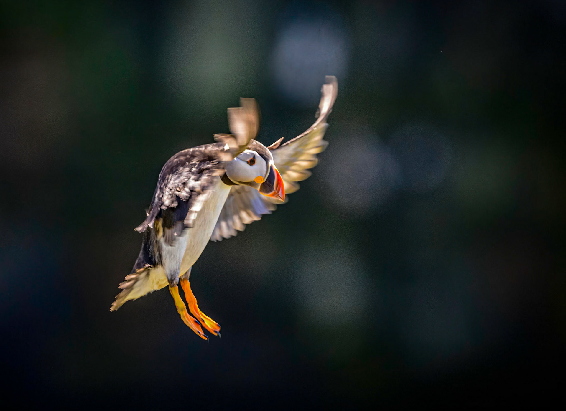 Puffin, Pembrokeshire Skomer