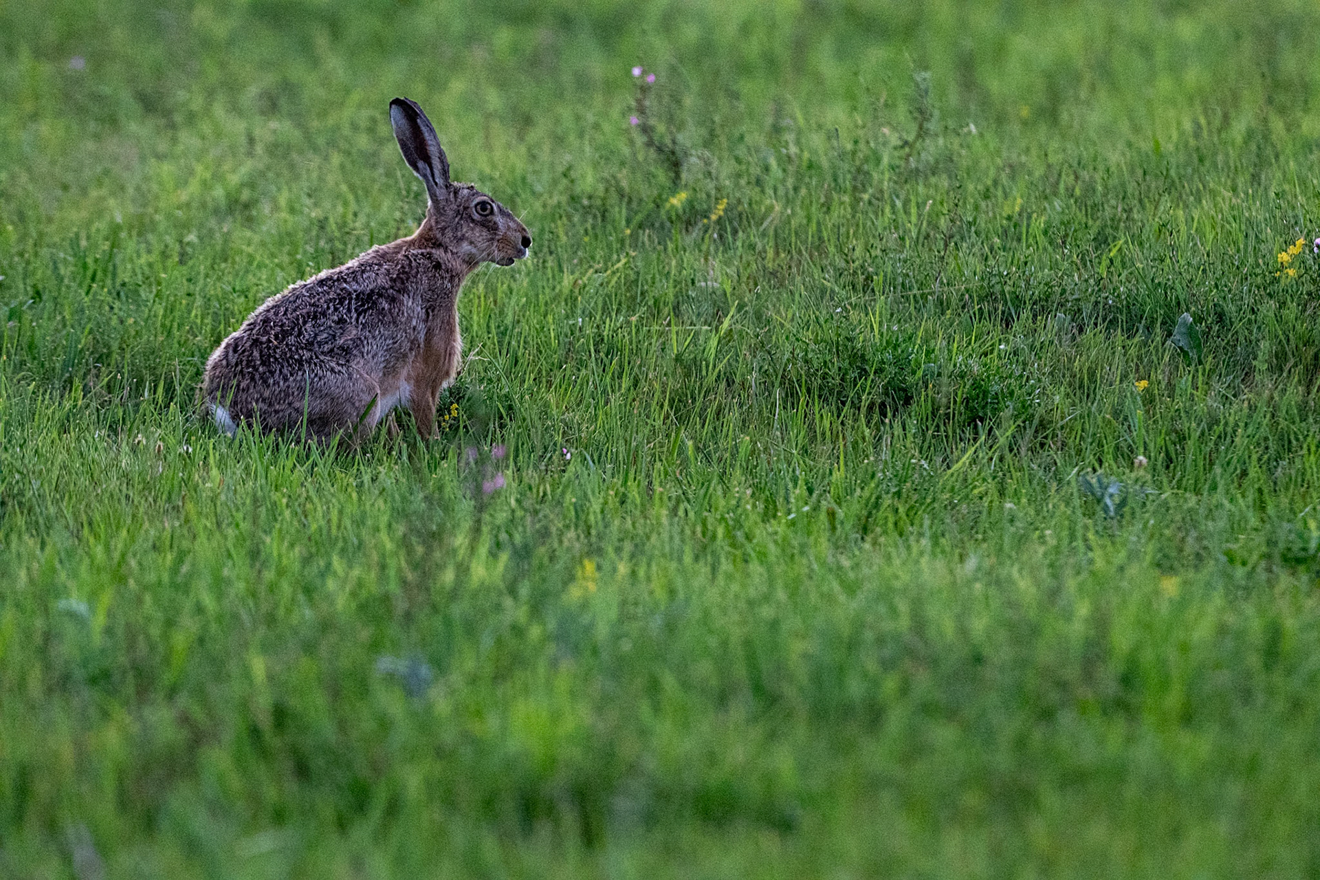 Hare, Hungary