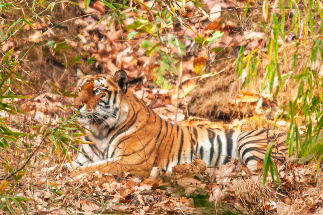 Bengal Tiger, Ranthambore, India