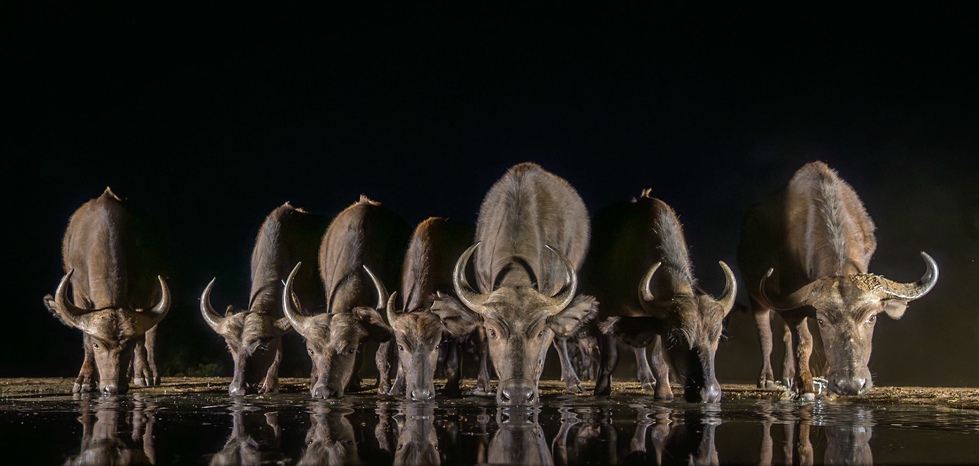 Night at the Hide 2026 RPS London Region Members Print Exhibition