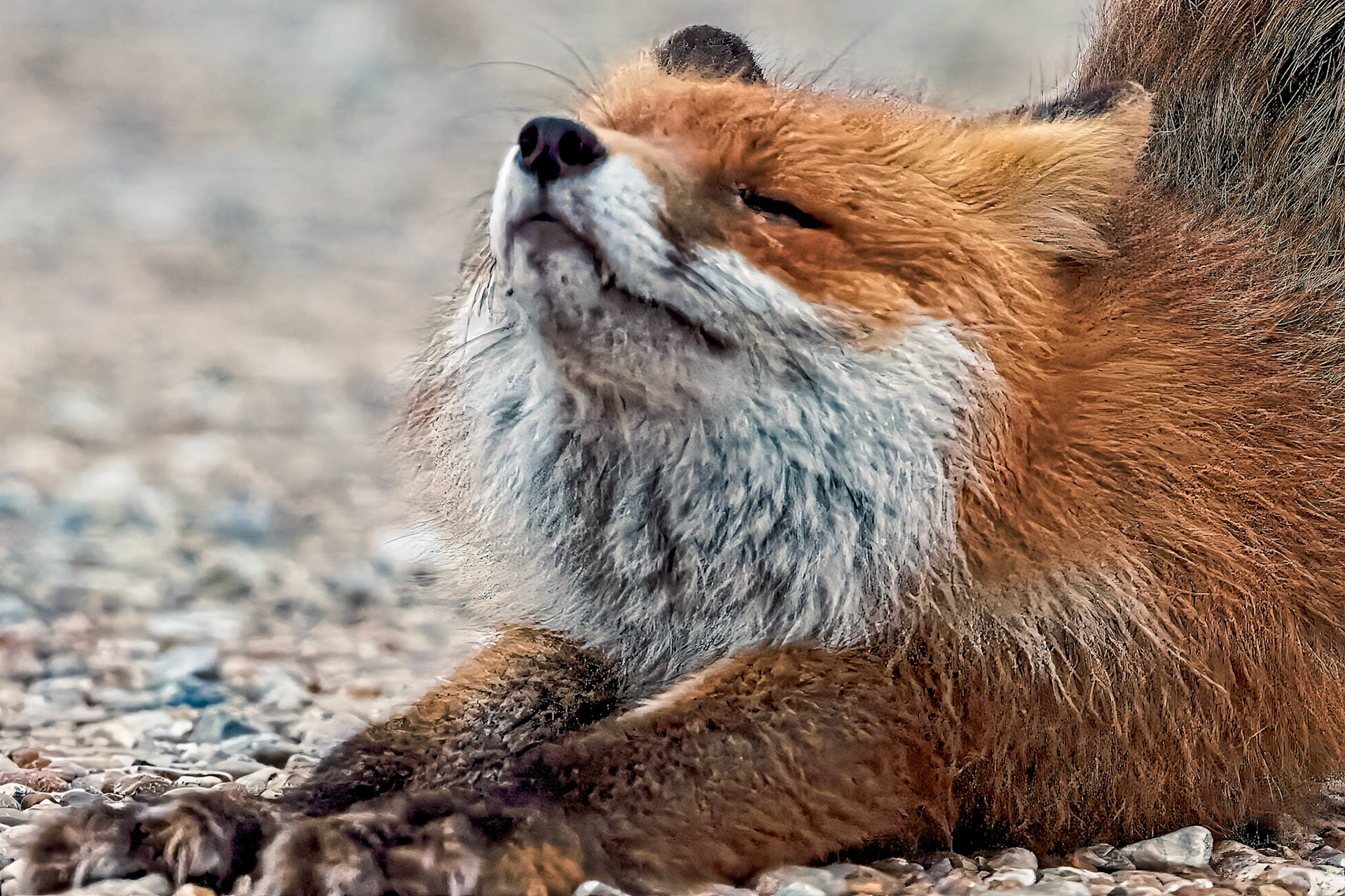 Red Fox, Dungeness, Kent Uk