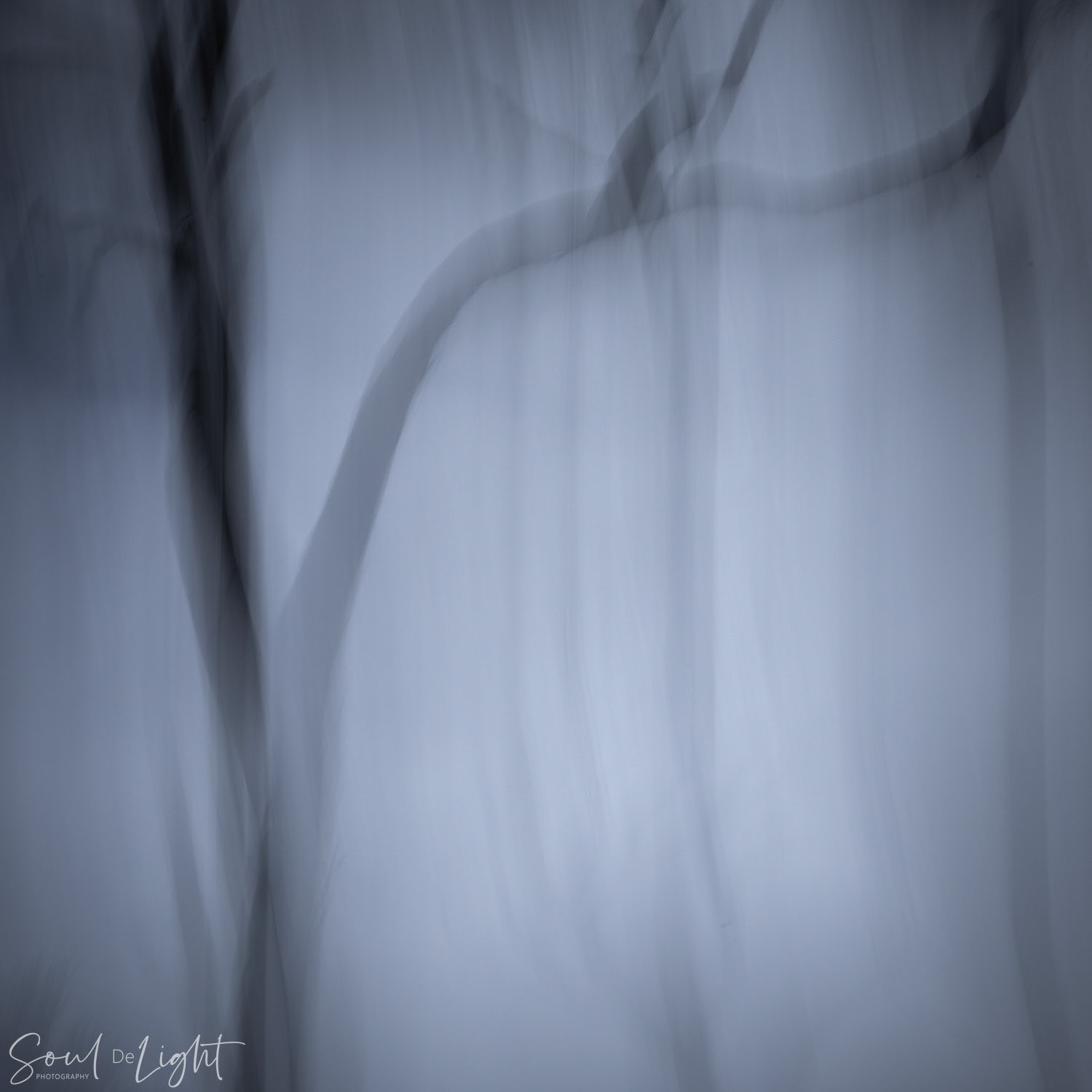 Branching Out - NZIPP Asia Pacific Photography Awards 2021 - Highly Commended