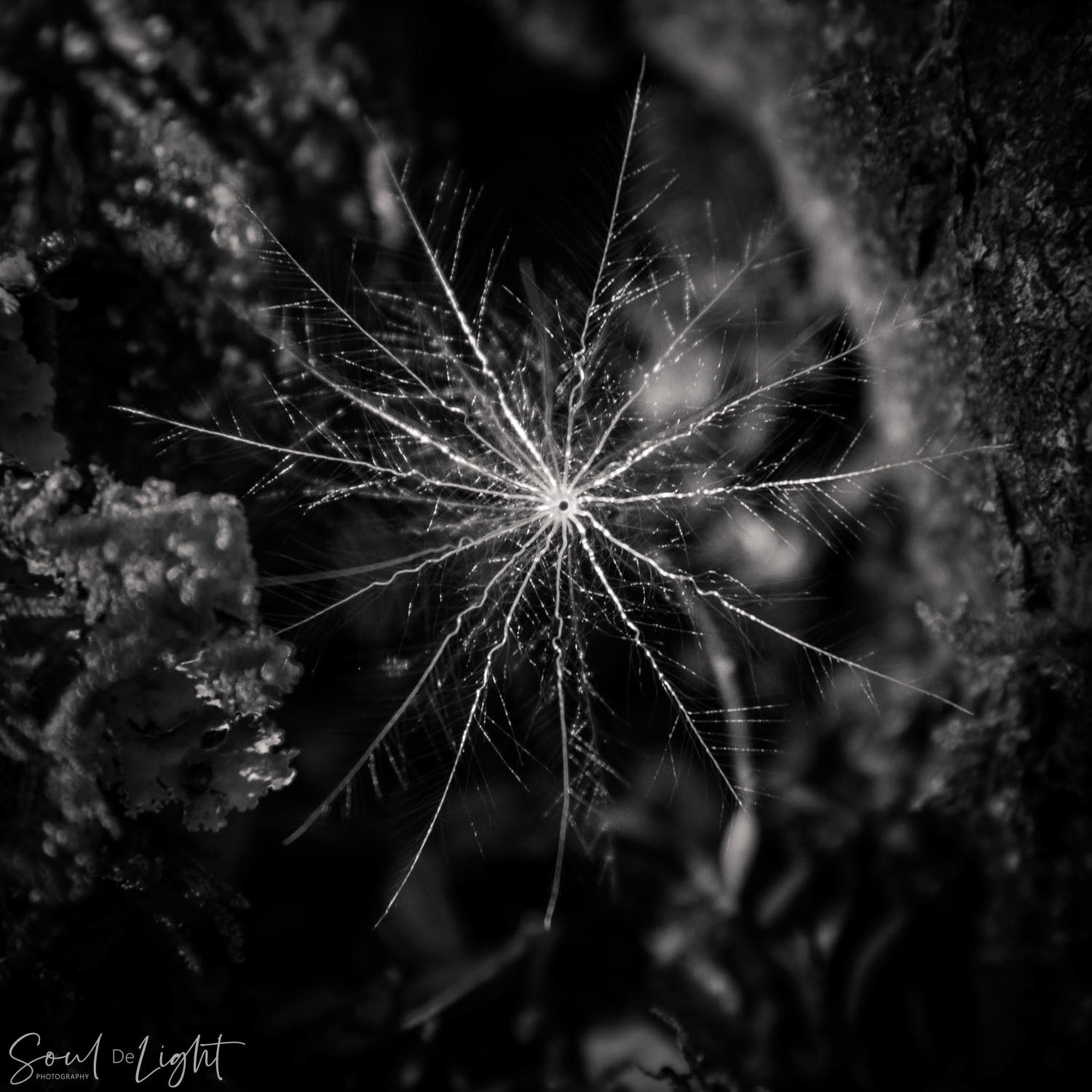 Make a Wish