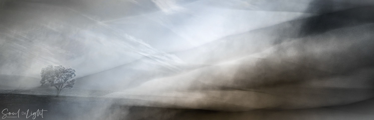 One Tree - NZIPP IRIS Awards 2023 - Bronze