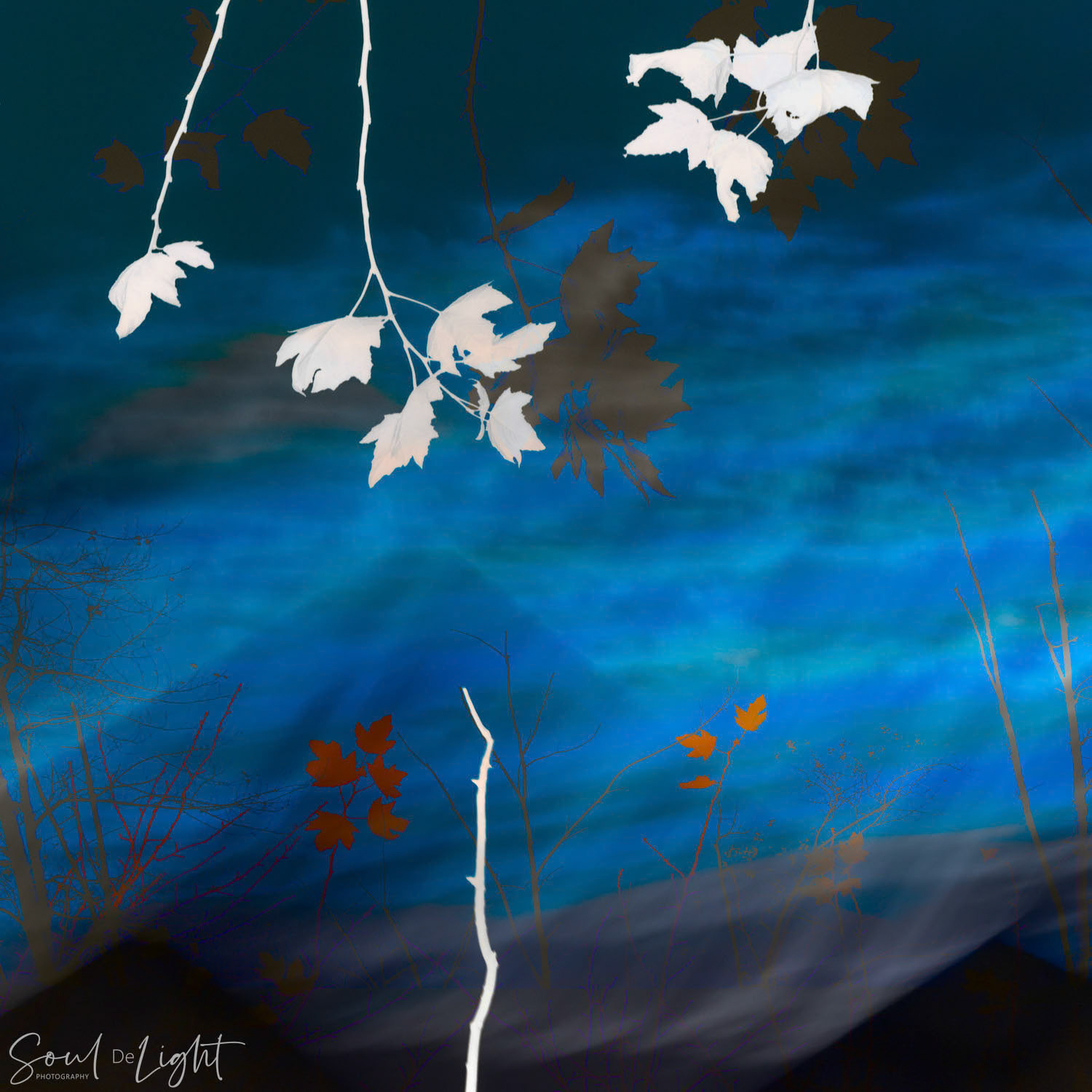 Mountains and Leaves IX - NZIPP IRIS Awards 2023 - Silver