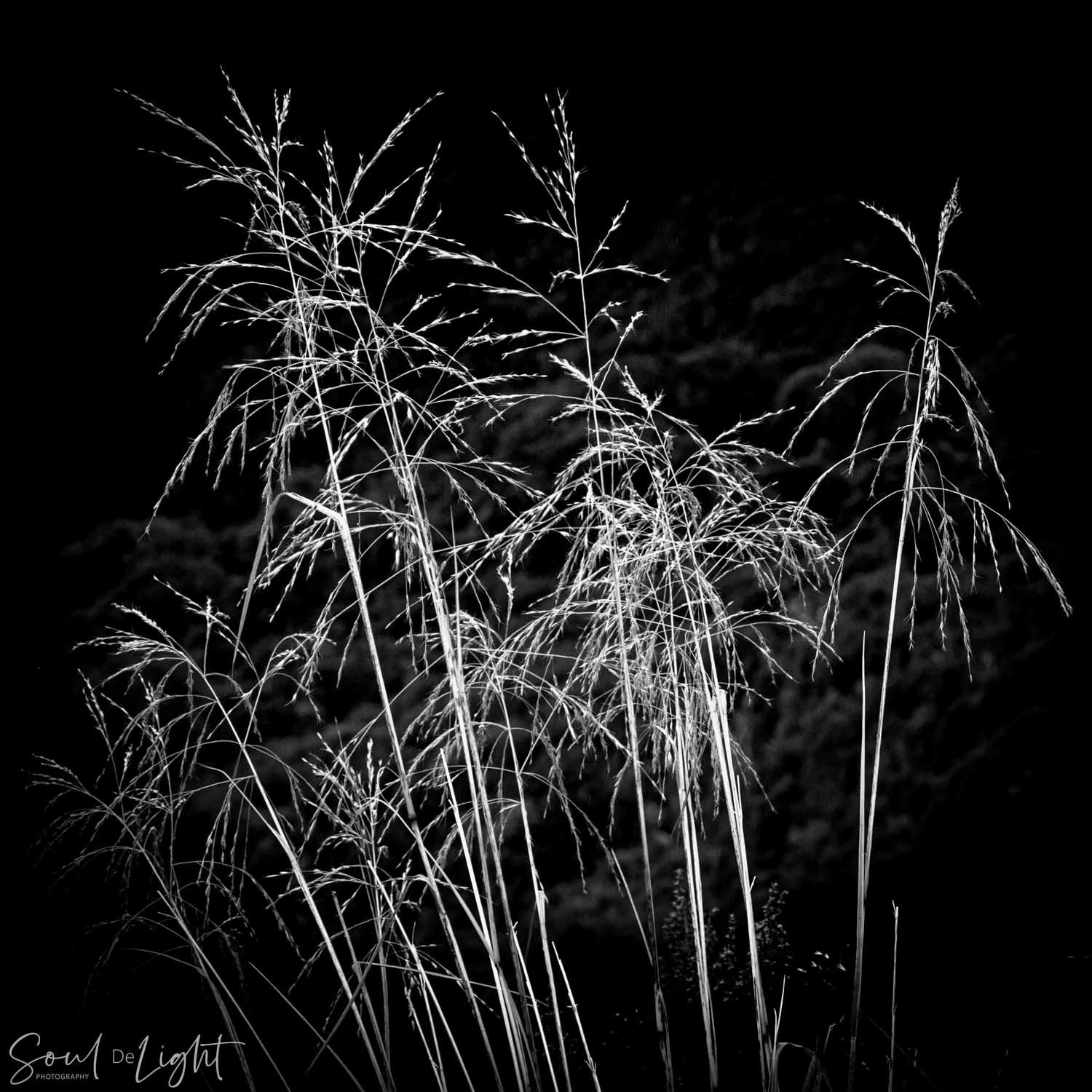 Seeding