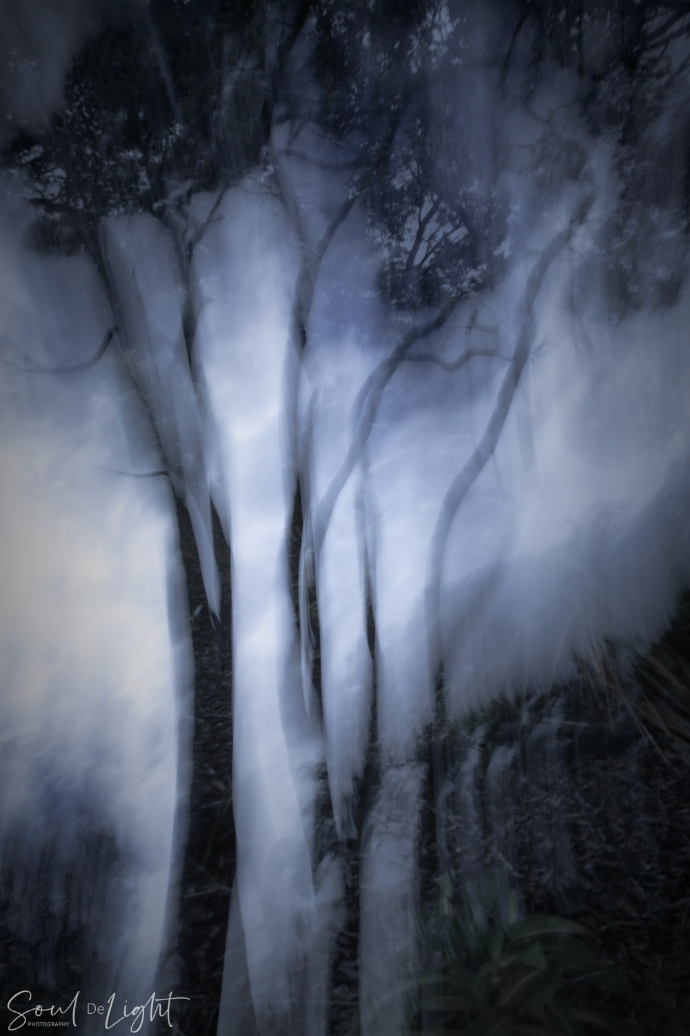 Tree Apparition - NZIPP Asia Pacific Photography Awards 2021 - Highly Commended