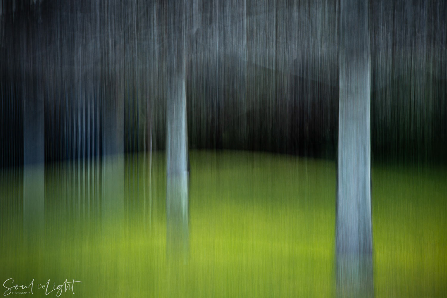 Illustrating Lines - NZIPP IRIS Awards 2023 - Silver