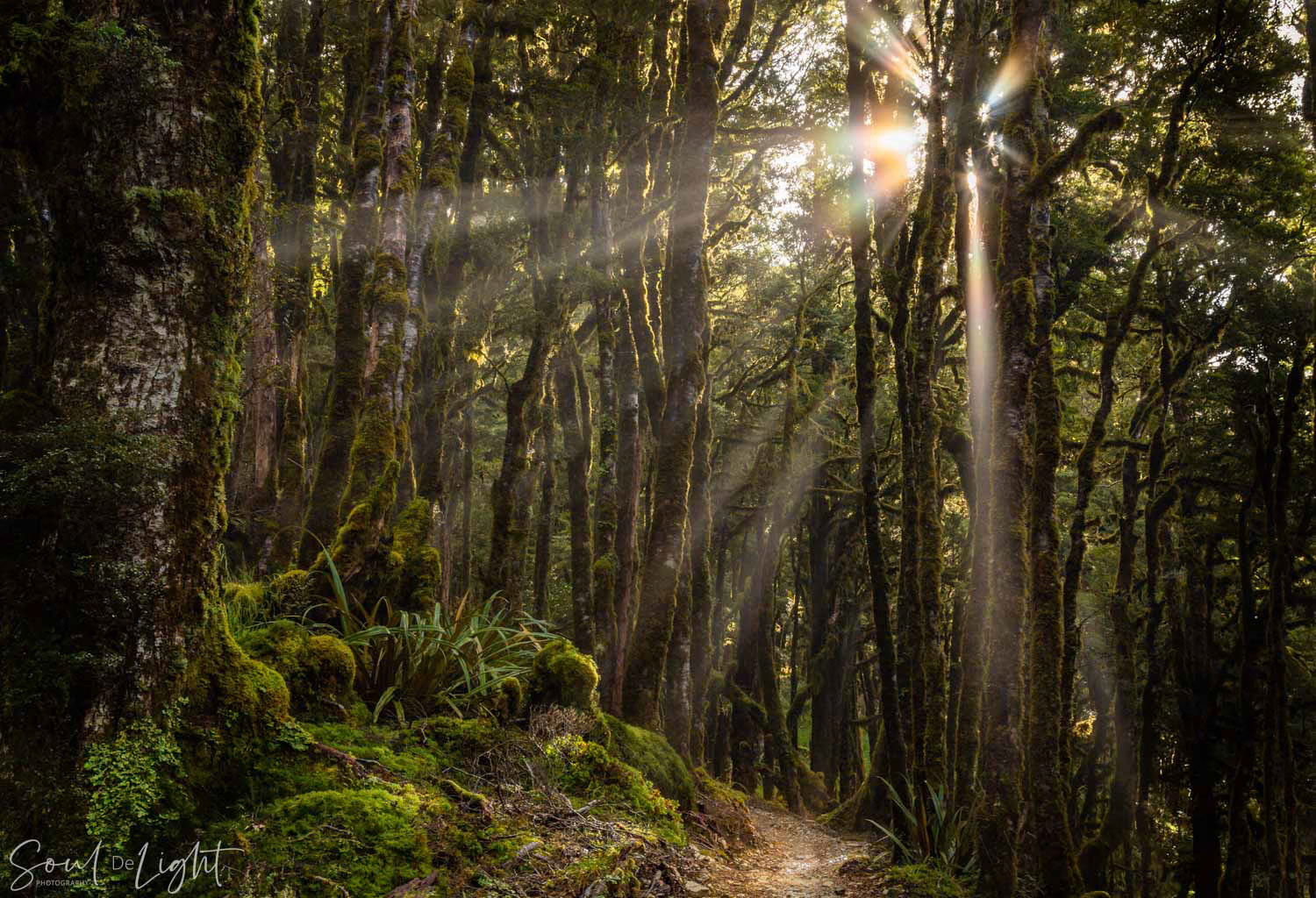 Shining Through - NZIPP Asia Pacific Photography Awards 2021 - Highly Commended