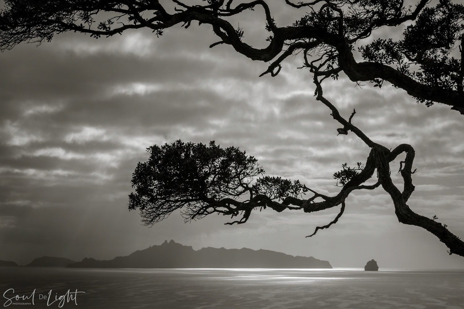 From Land to the Sea - NZIPP IRIS Awards 2023 - Bronze