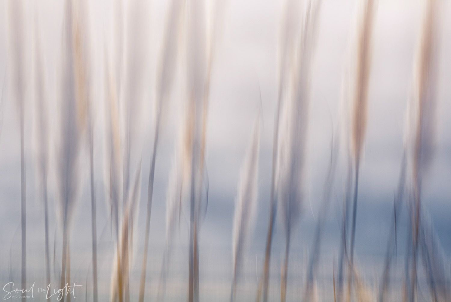 Toetoe Lines - NZIPP IRIS Awards 2021 - Bronze