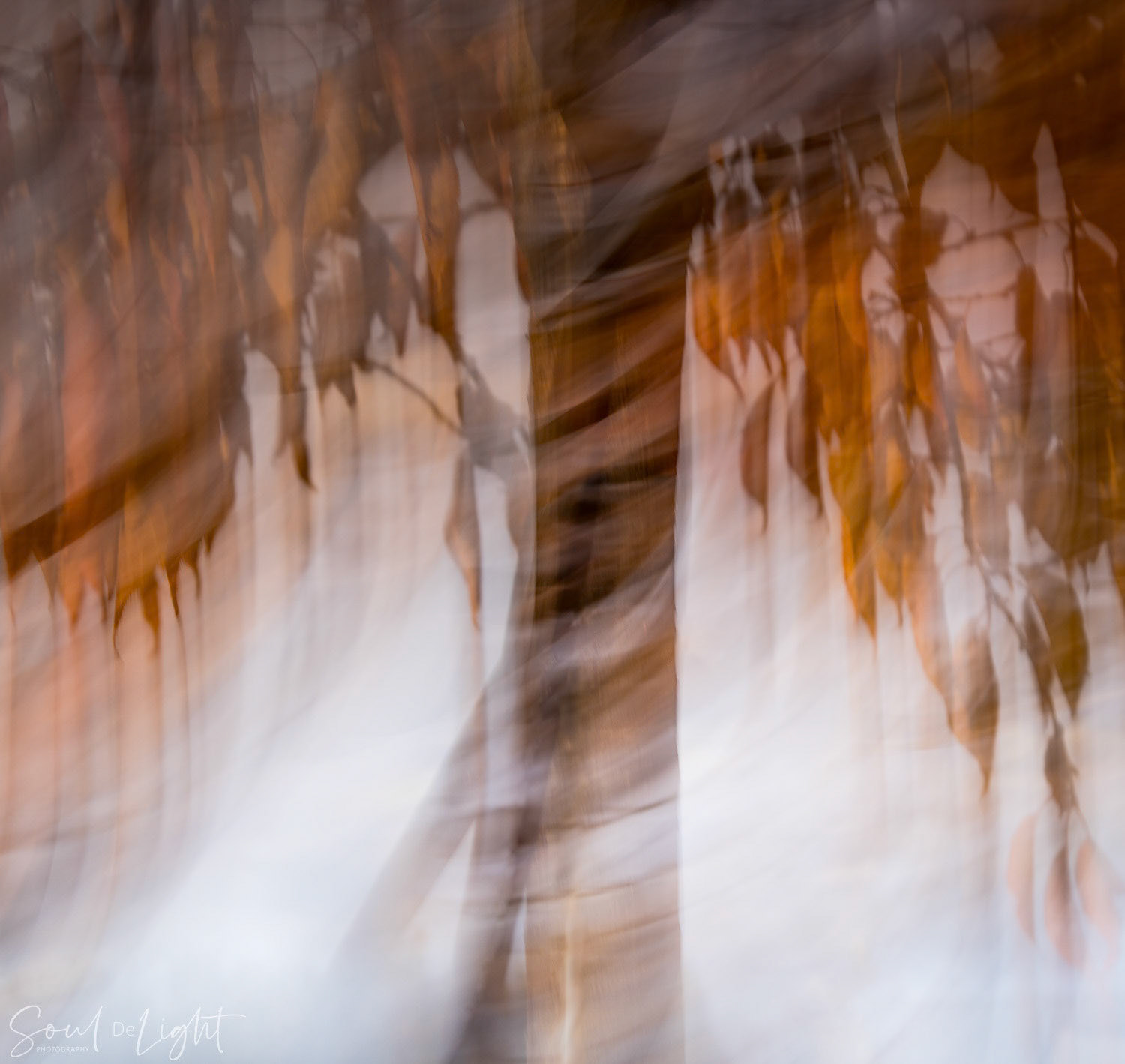 Fall - NZIPP IRIS Awards 2024 - Bronze