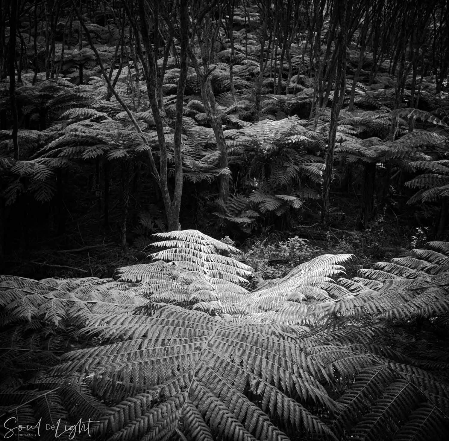 Fern I