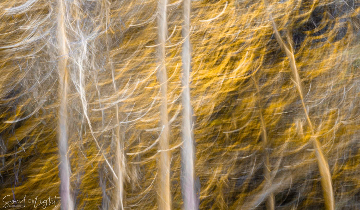 Autumnal Dance - NZIPP IRIS Awards 2022 - Silver