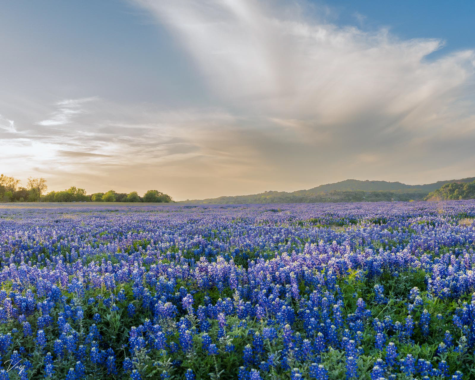 Bluebonnets