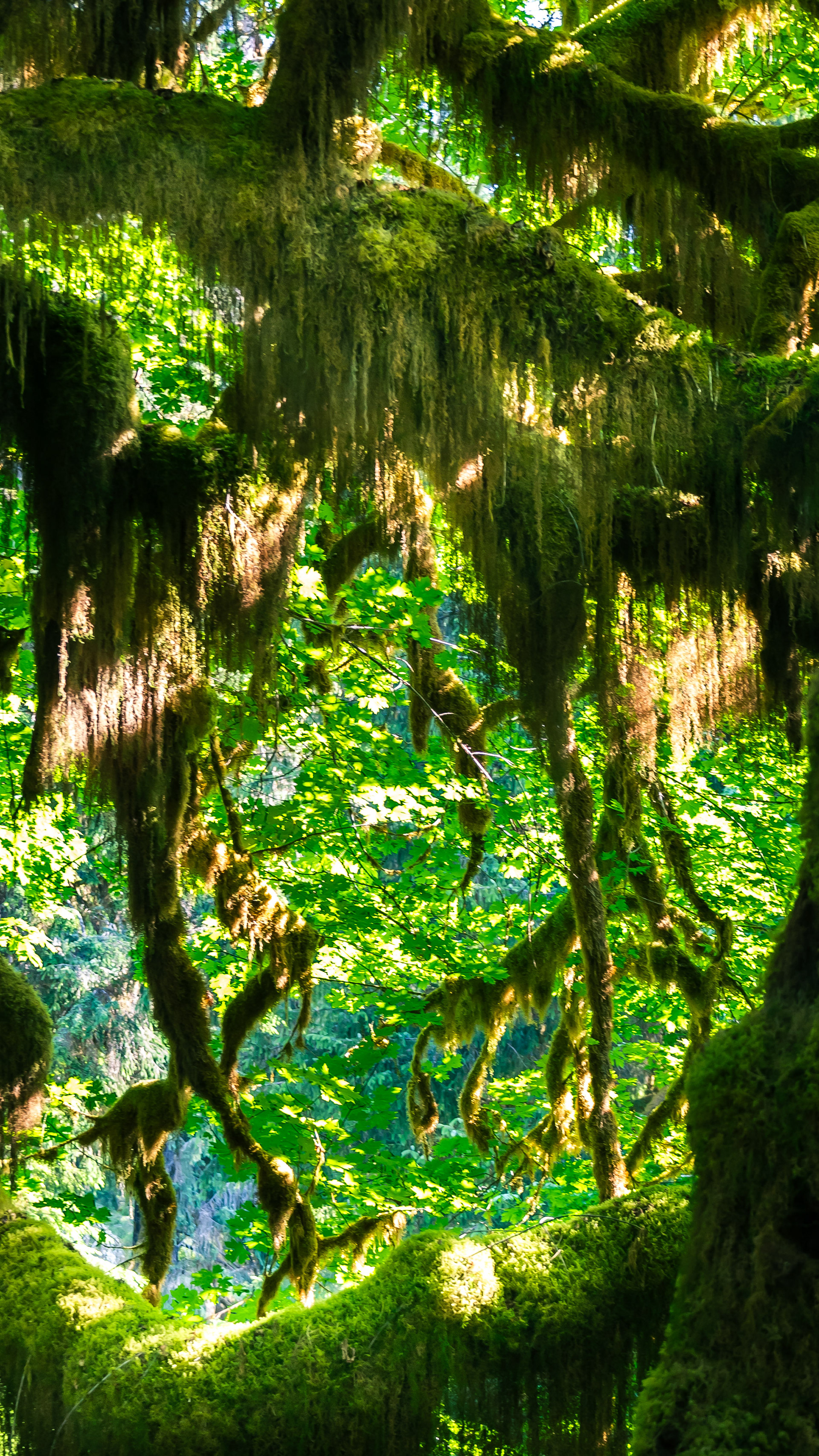 Hoh Rainforest 1