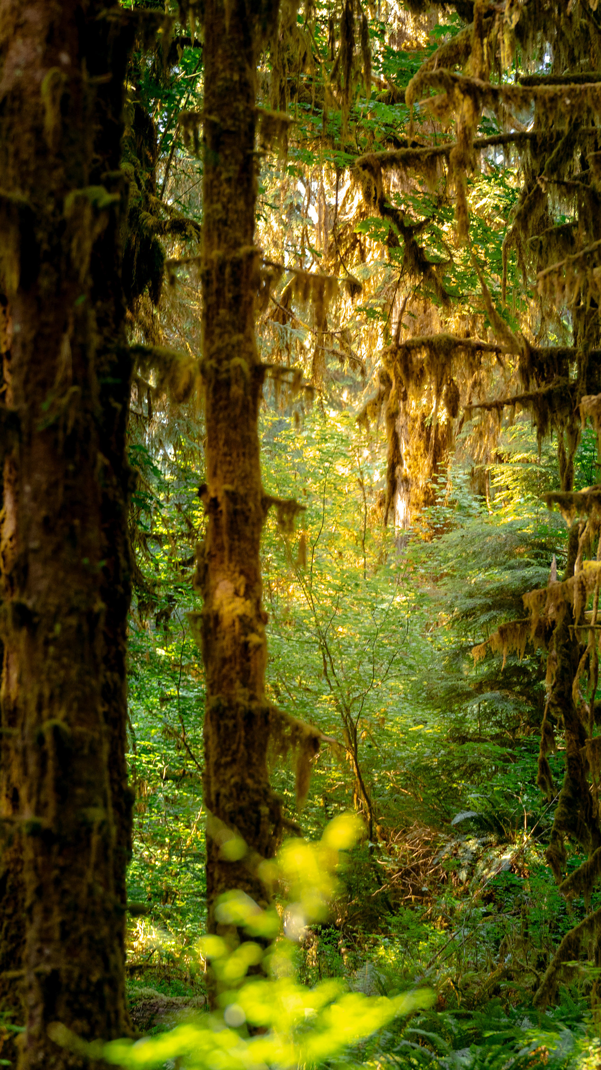 Hoh Rainforest 3