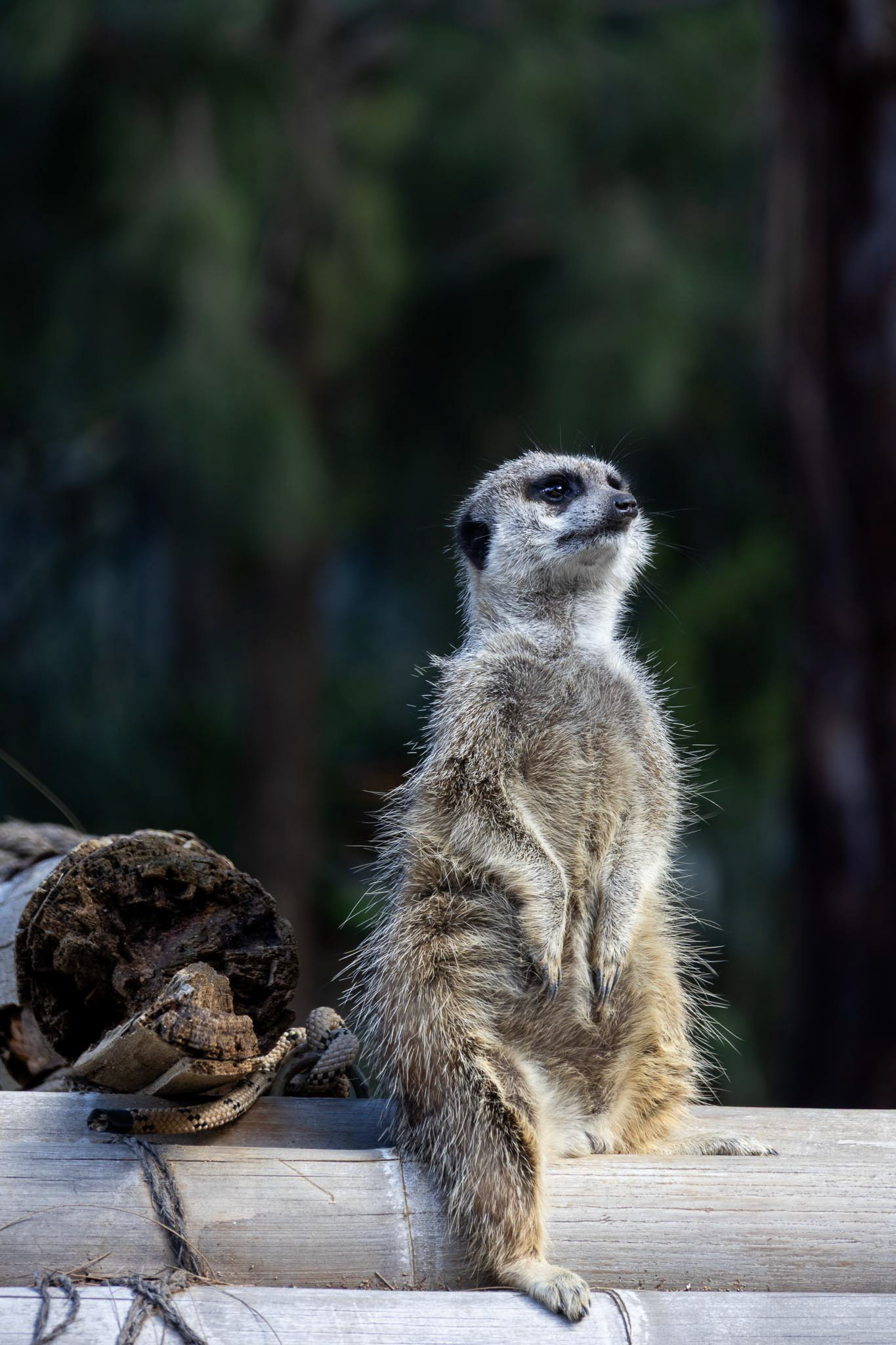 Standing guard