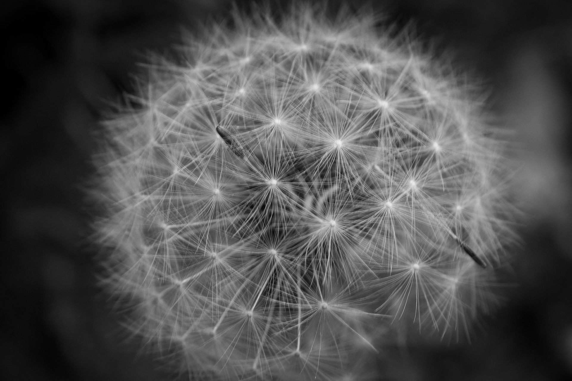 Dandelion