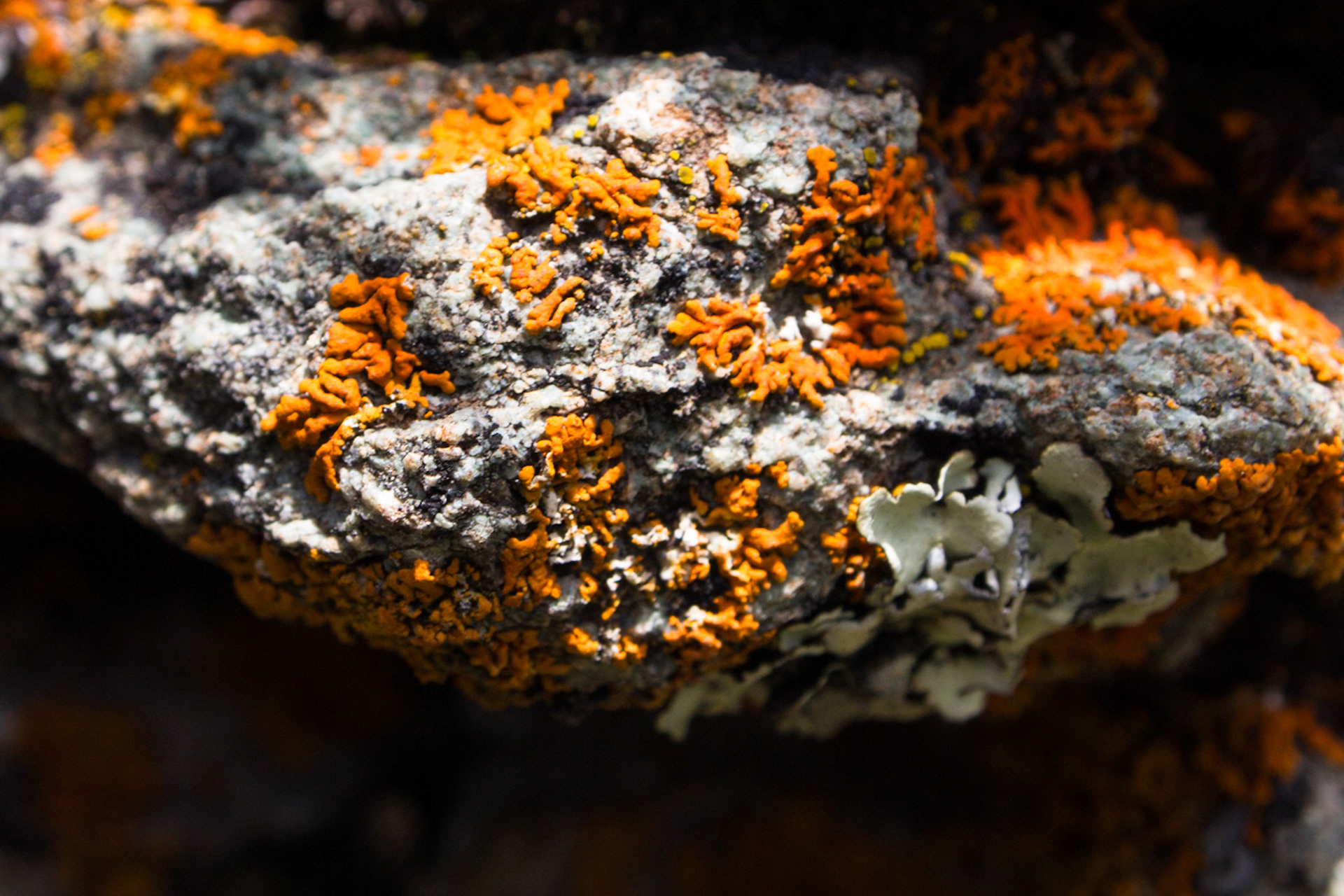 Lichen One