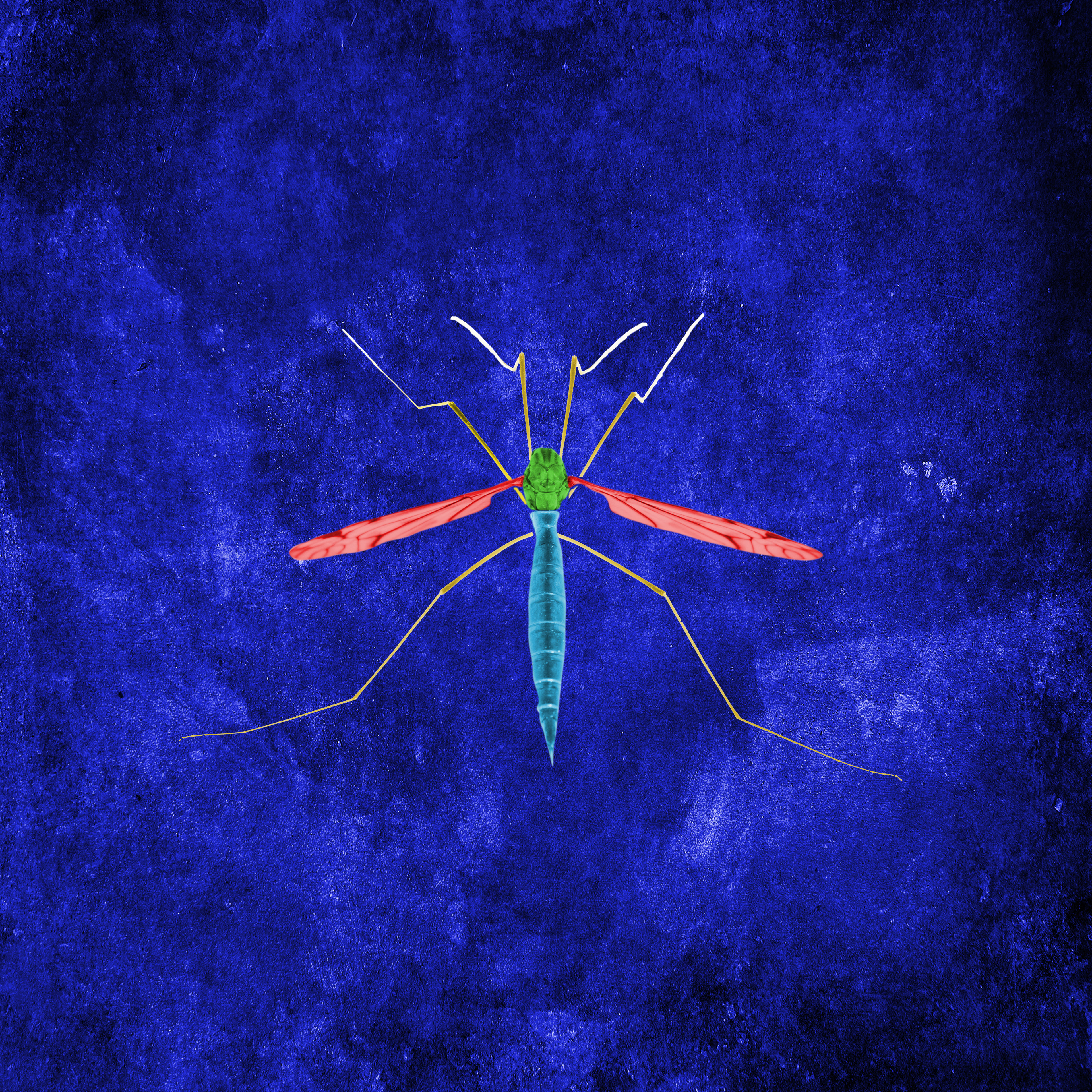 Cranefly