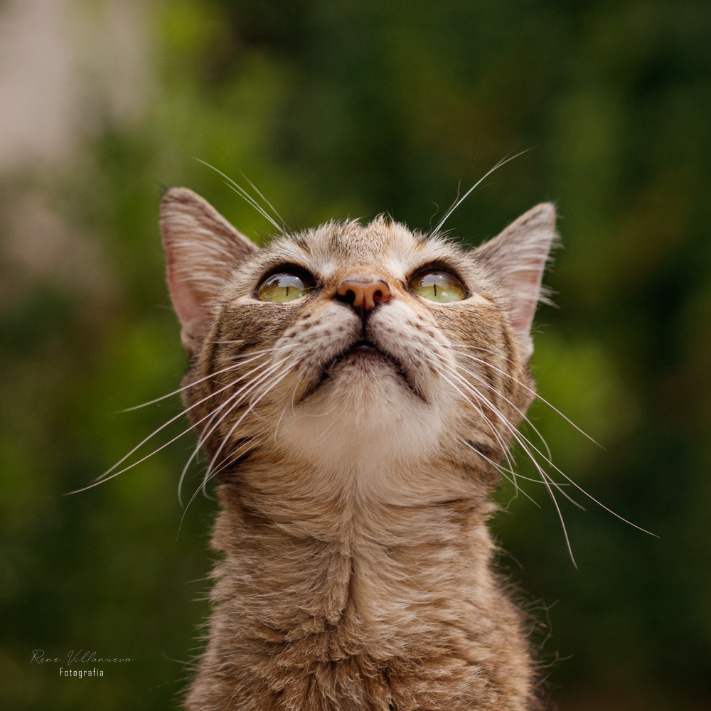 Fotografia Gatitos Cancún