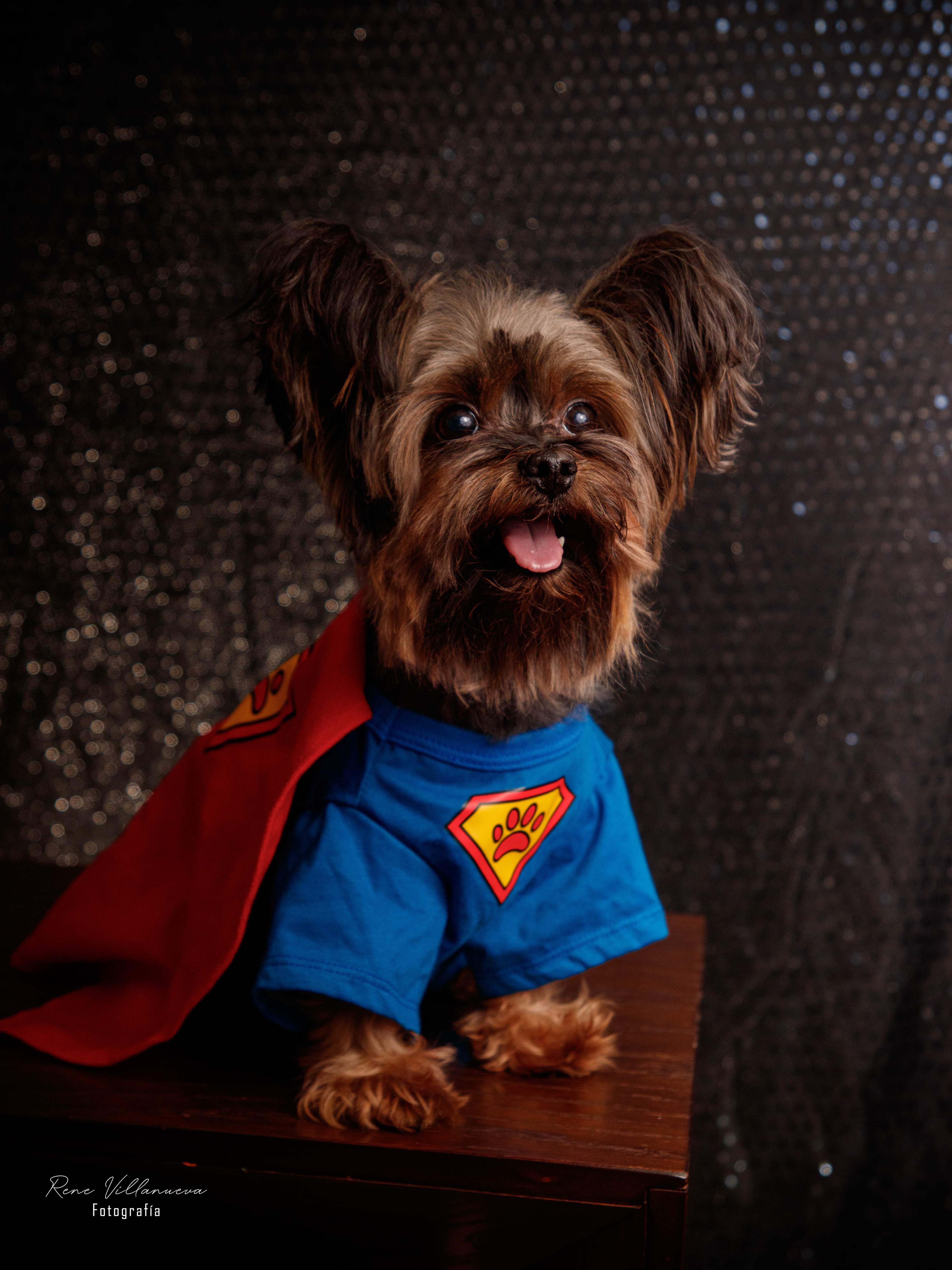 Foto de perrito Yorkie Supercan en Cancún