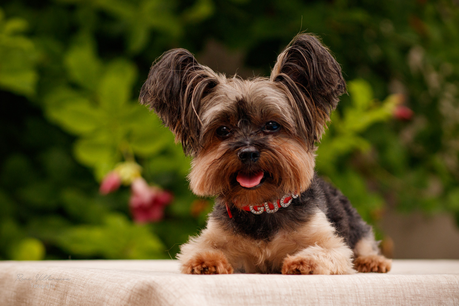 Fotografía Perrito Yorkie Gucci Cancún