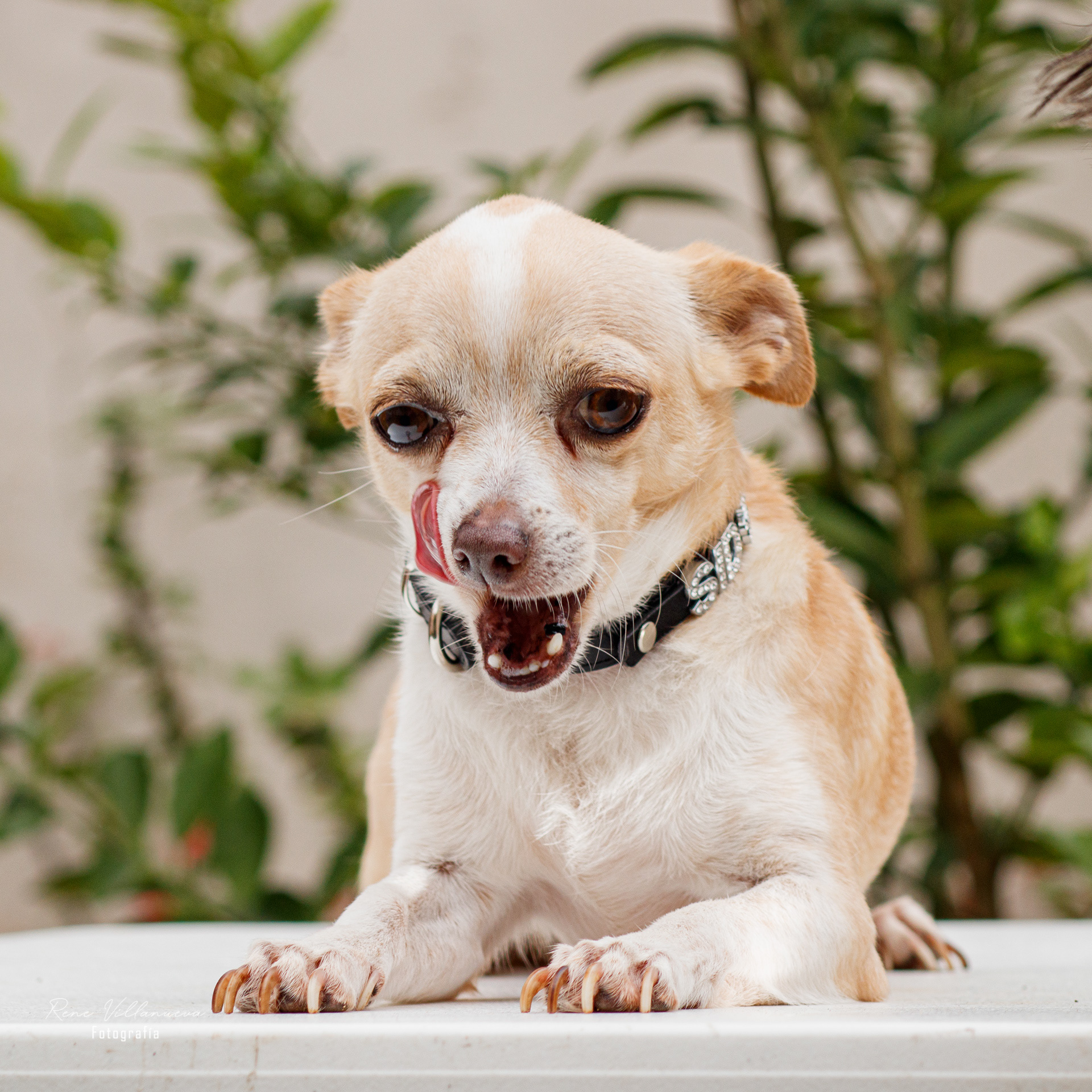 Foto de perrito chihuahua en Cancún