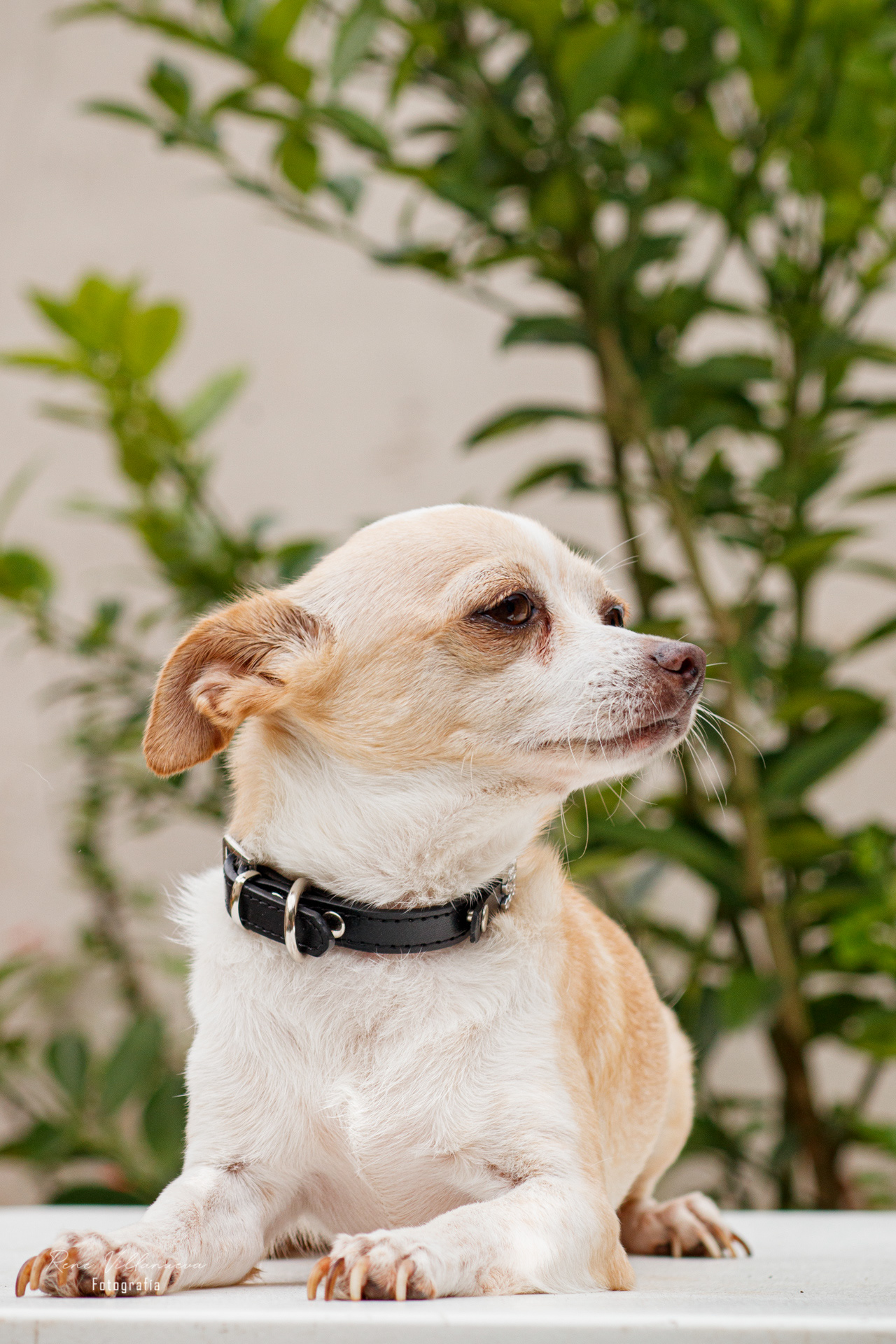 Foto de perrito chihuahua en Cancún