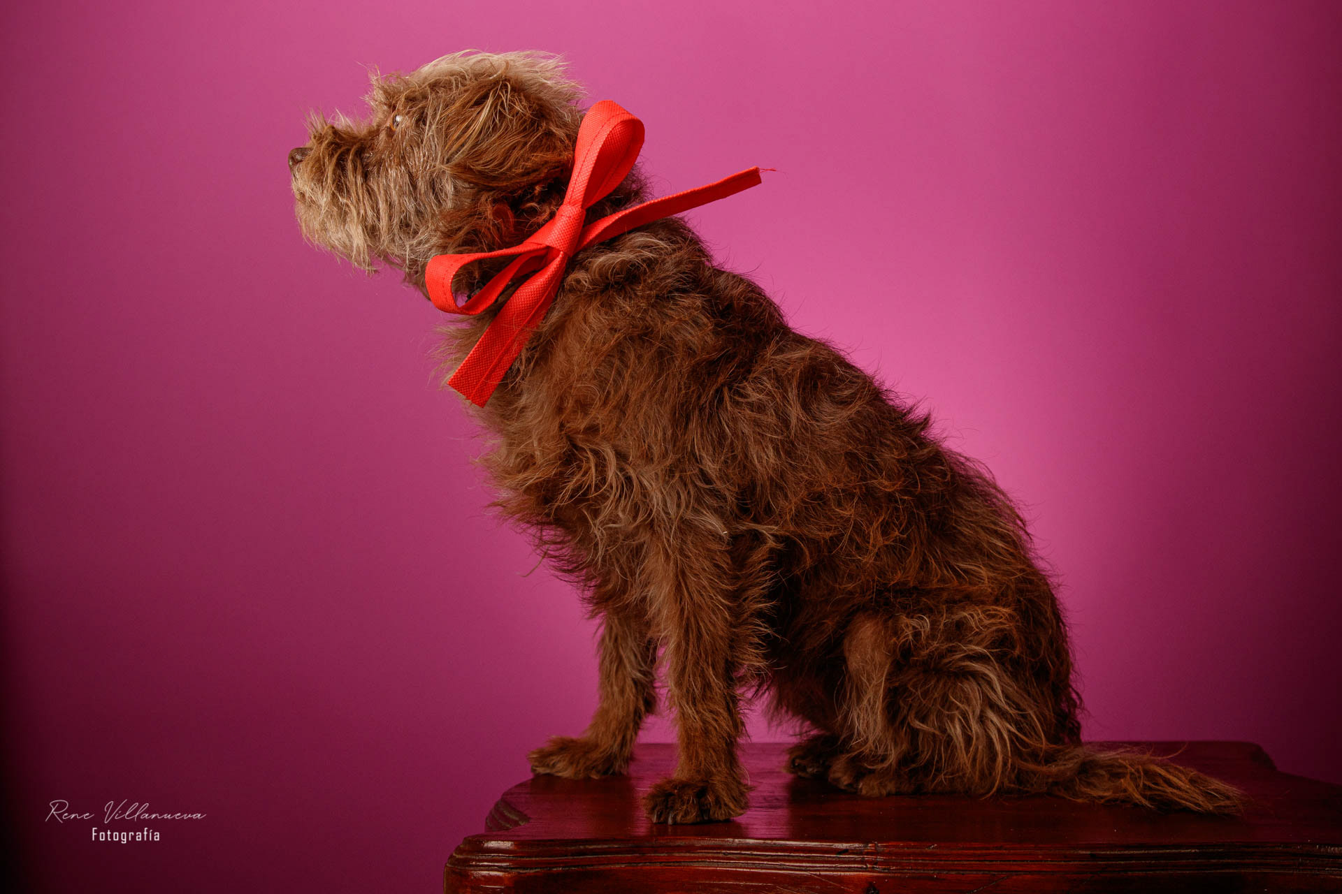 Foto de perrita adoptada en Cancún