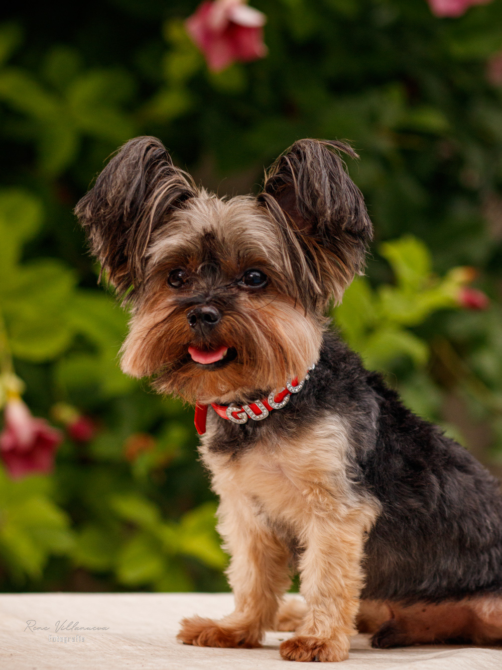 Fotografía Perrito Yorkie Gucci Cancún