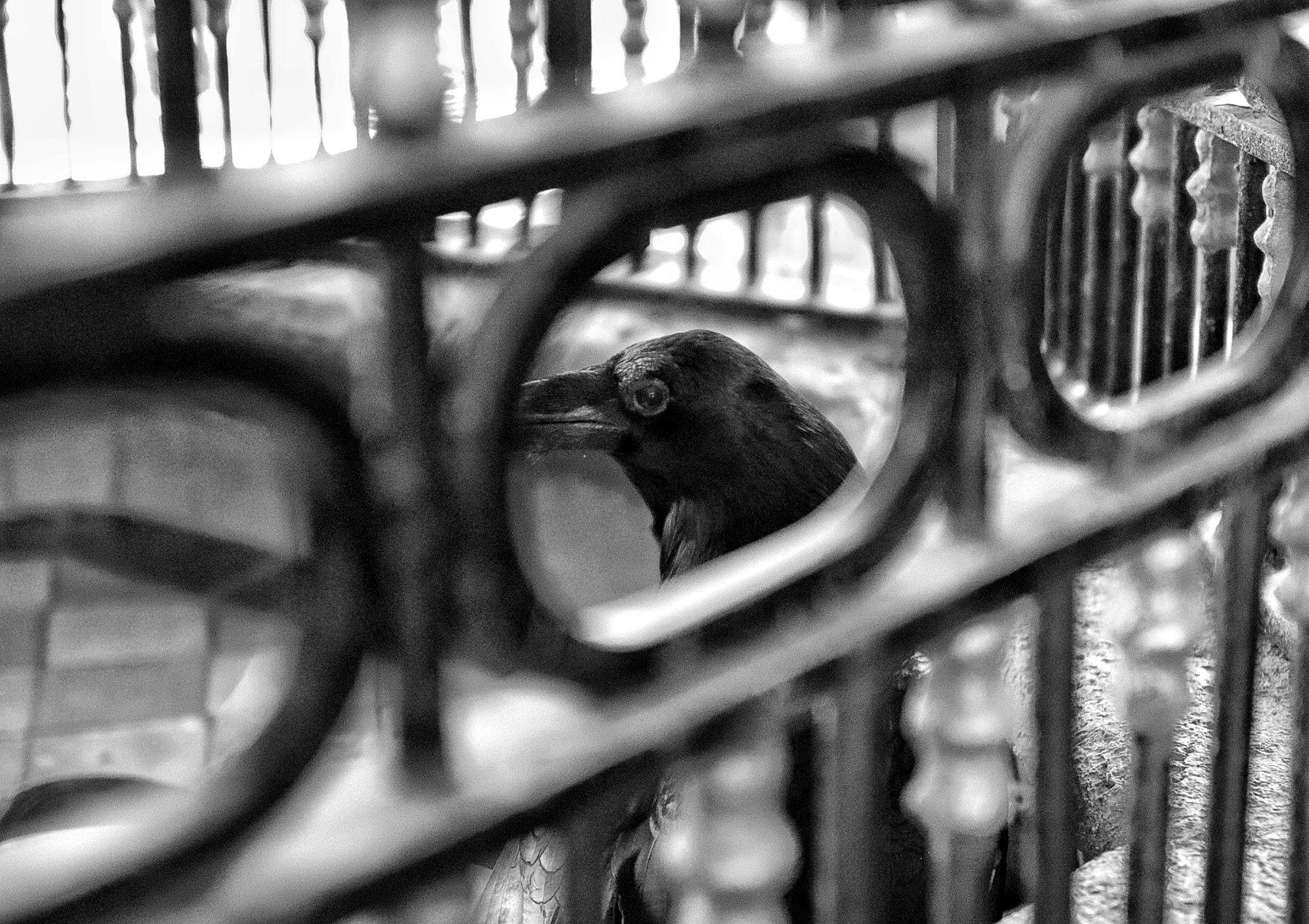 Añoranza de volar