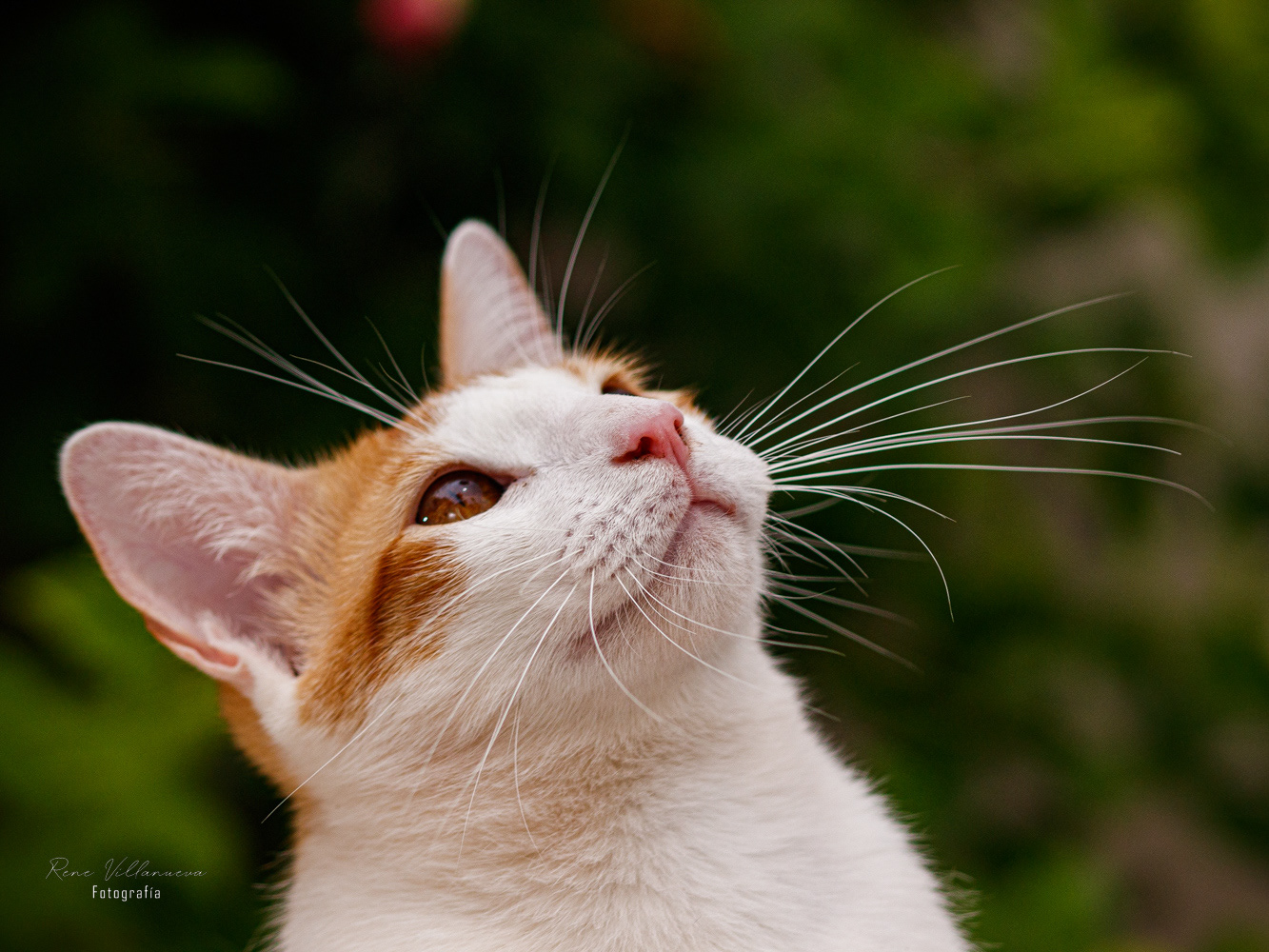 Fotografia Gatitos Cancún