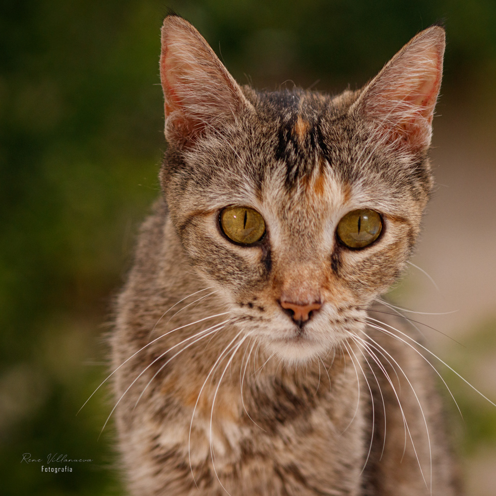 Fotografía Gatita Cancún