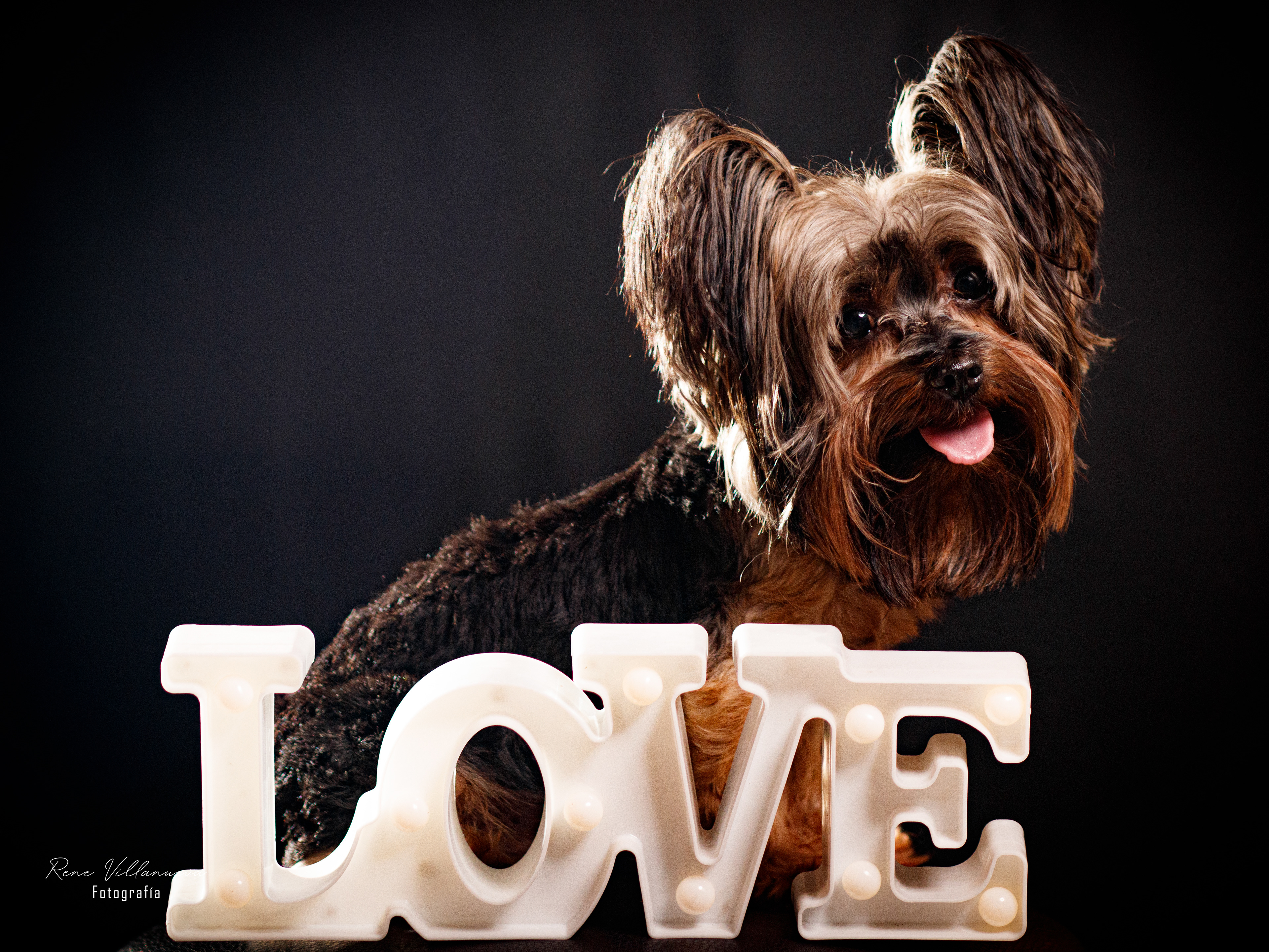 Perrito Gucci Yorkshire Love