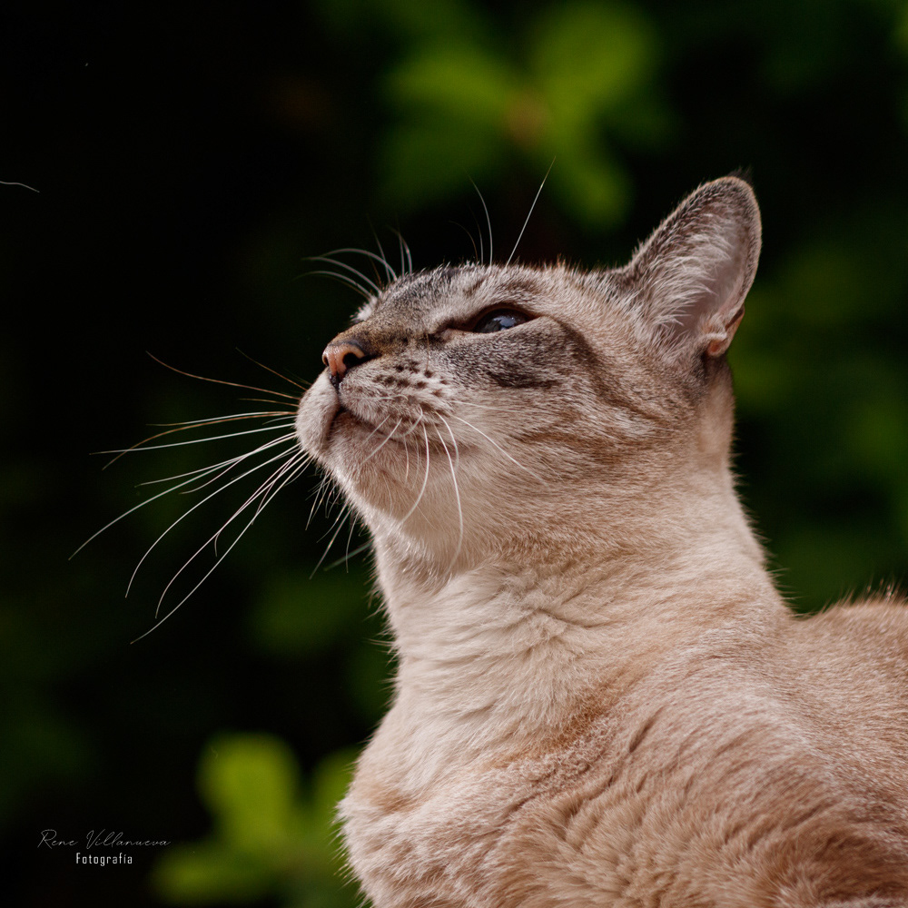 Fotografia Gatitos Cancún