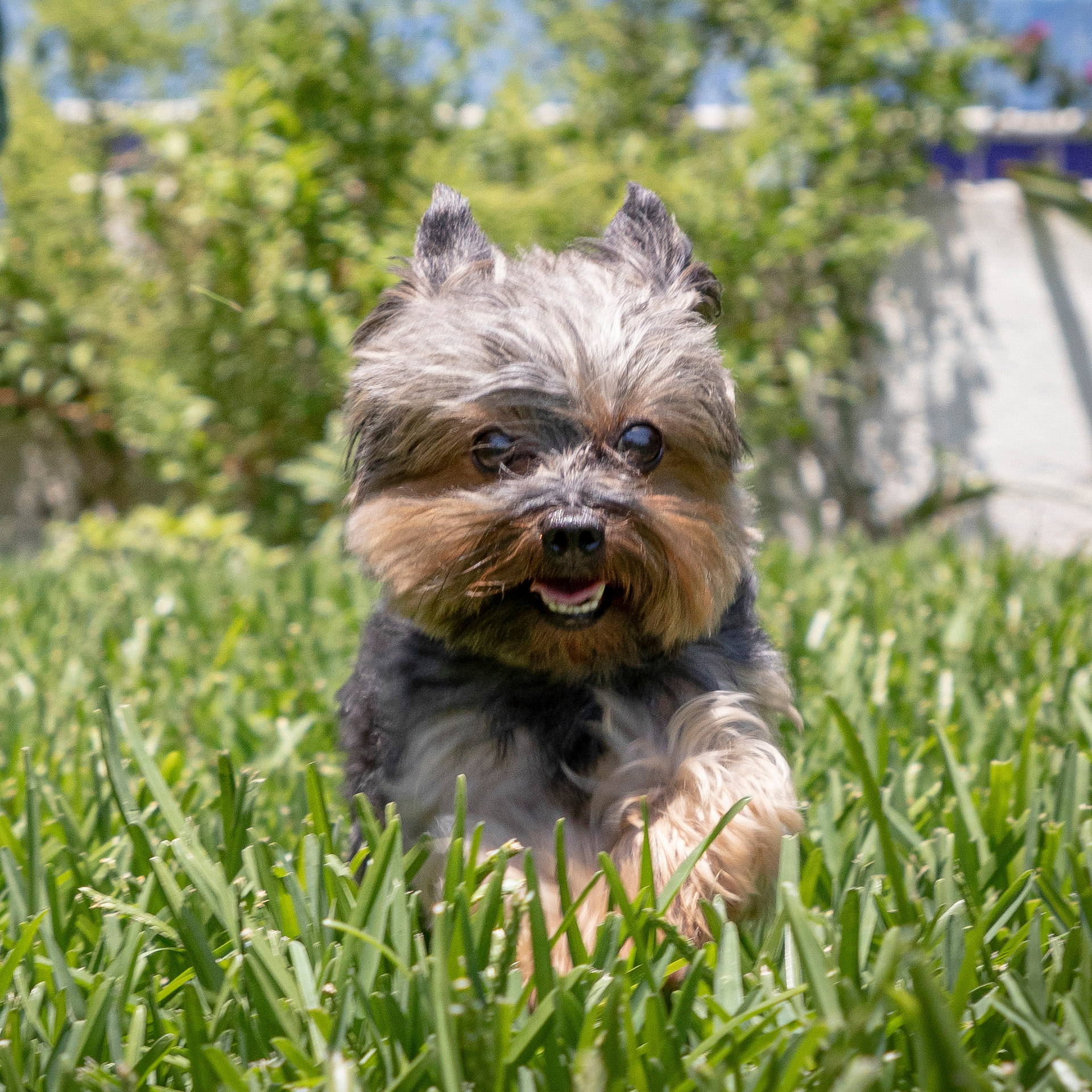 Foto de Yorkie en Quintana Roo