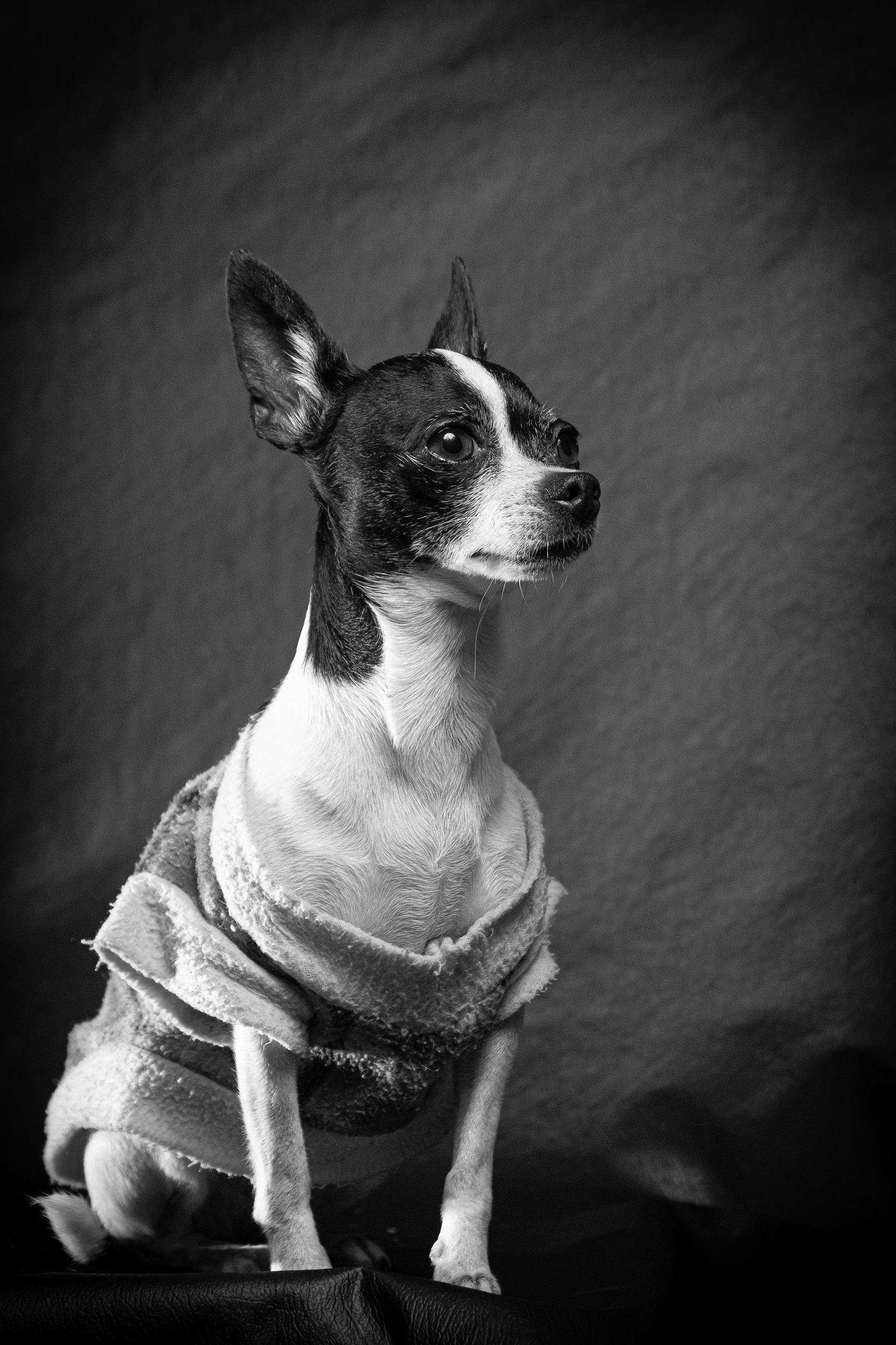 Foto de perrita Chihuahua en Cancún