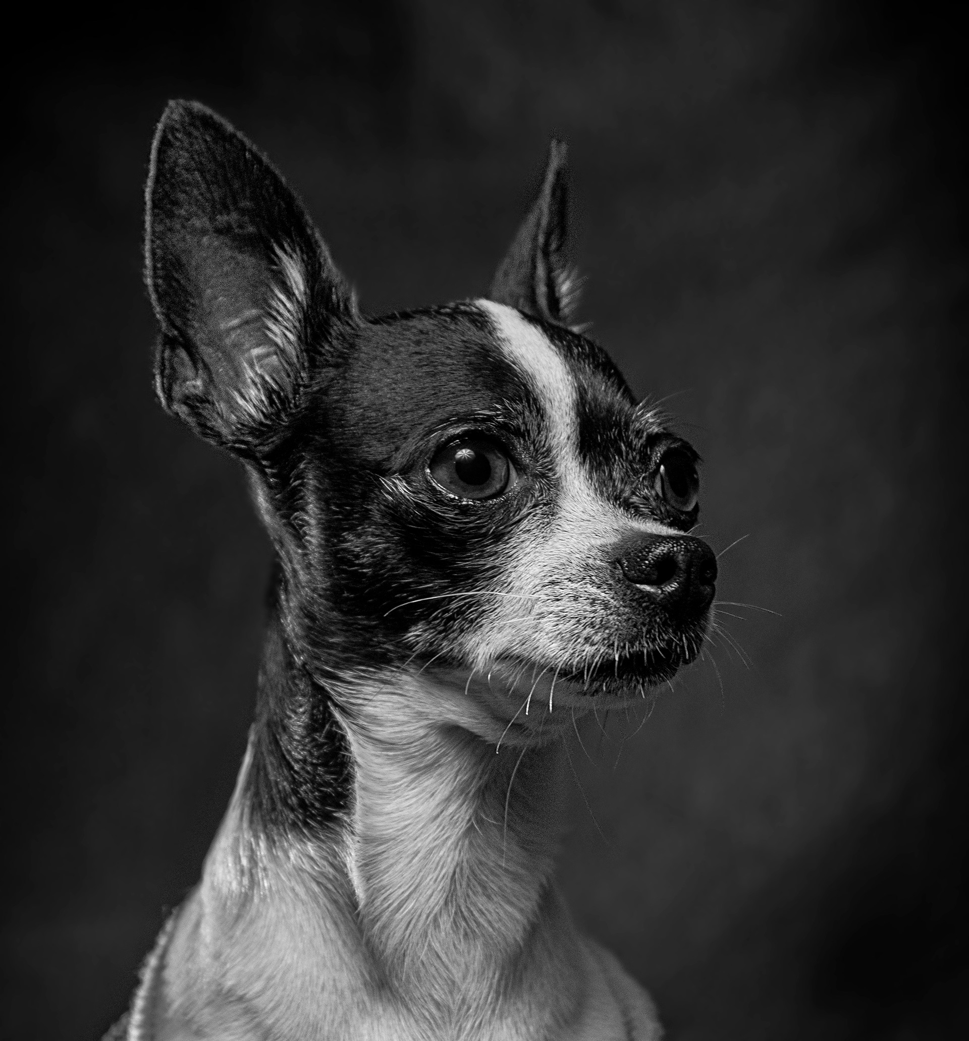 Foto de perrita Chihuahua en Cancún