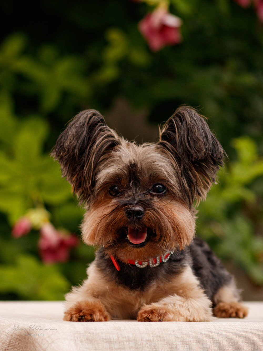 Fotografía Perrito Yorkie Gucci Cancún