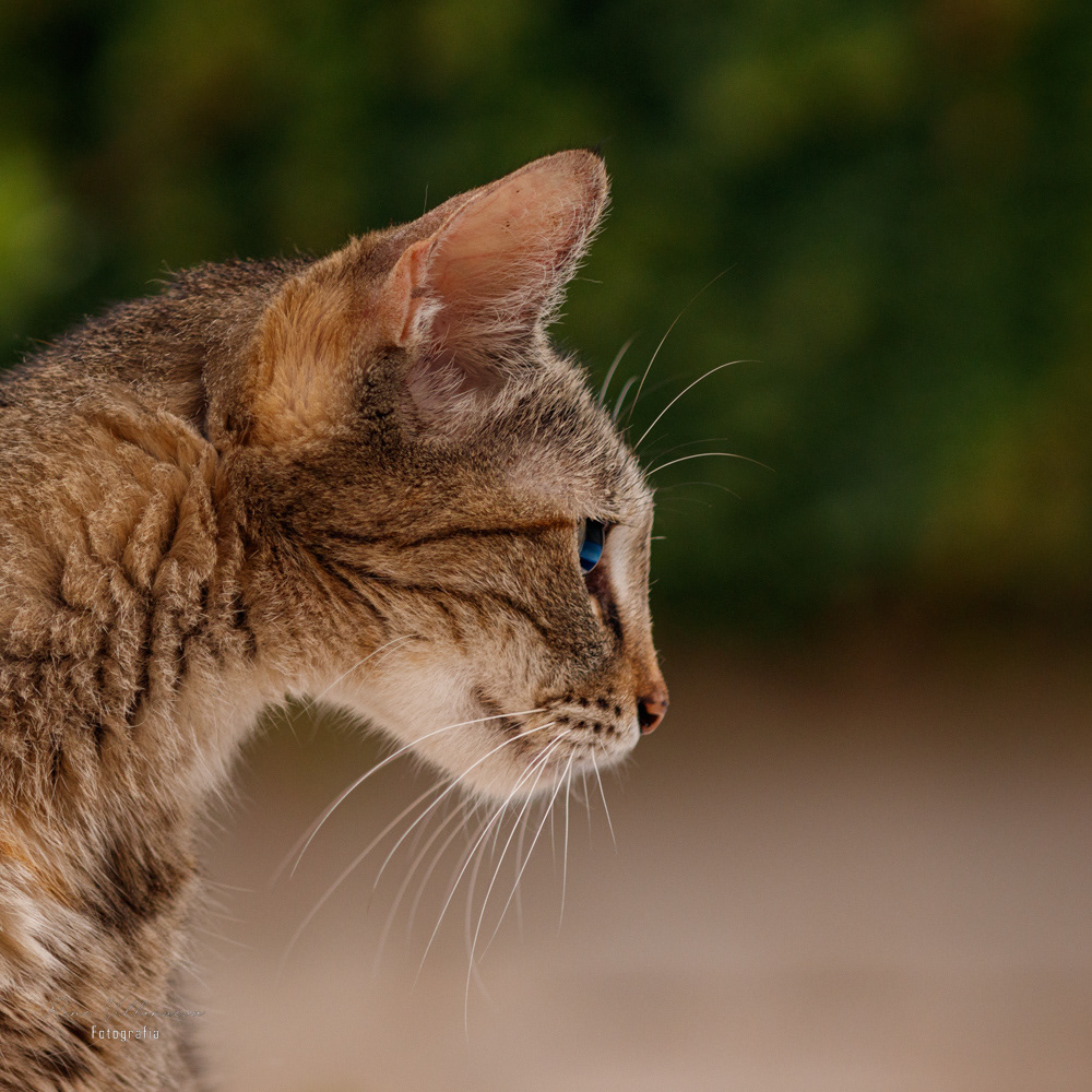 Fotografía Gatita Cancún