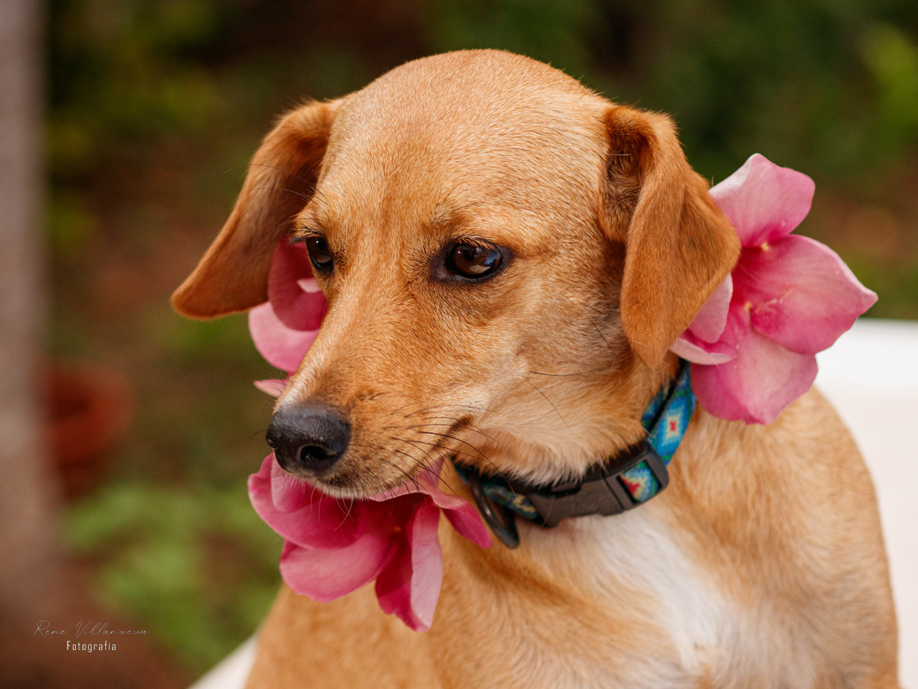 Fotografía Perrito Cancún