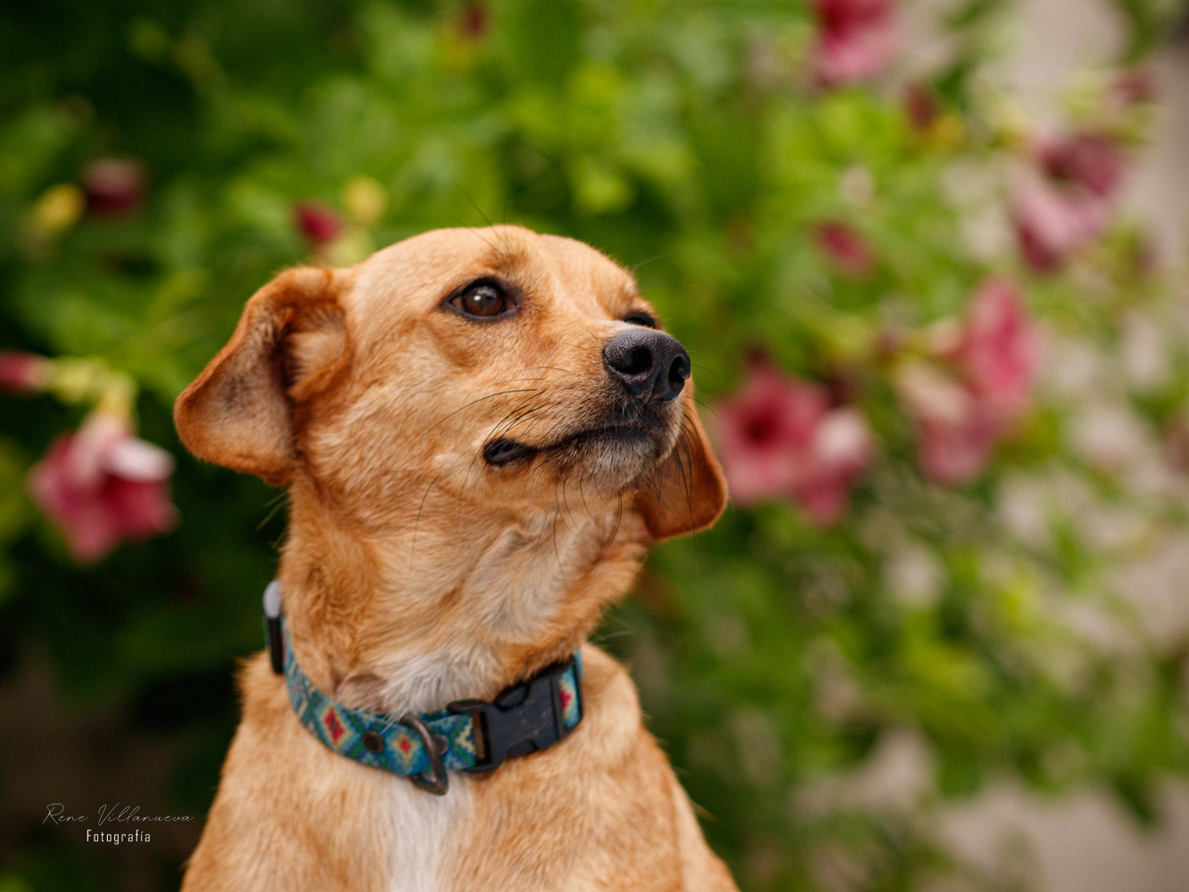 Fotografía Perrito Cancún
