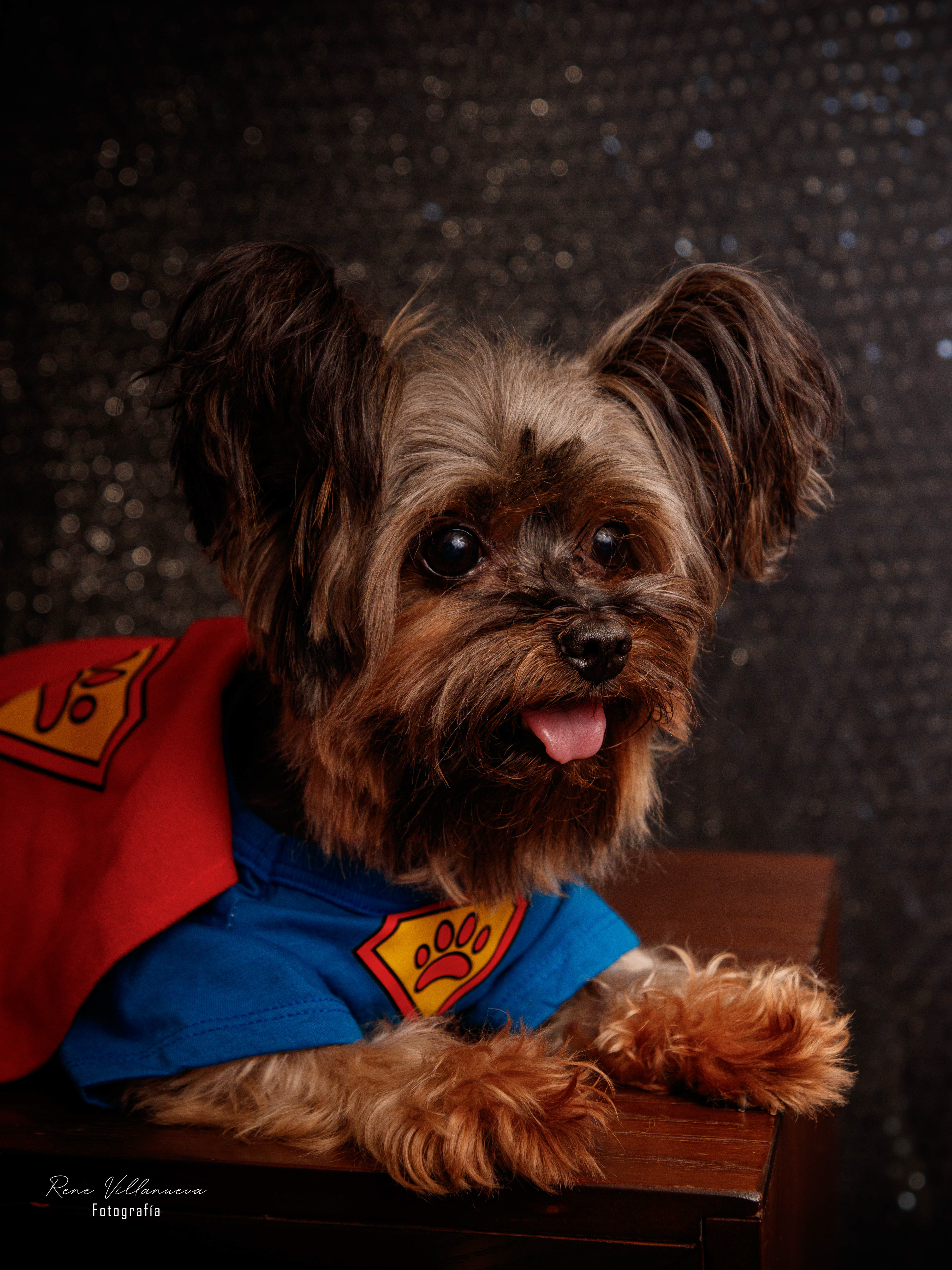 Foto de perrito Yorkie  en Cancún