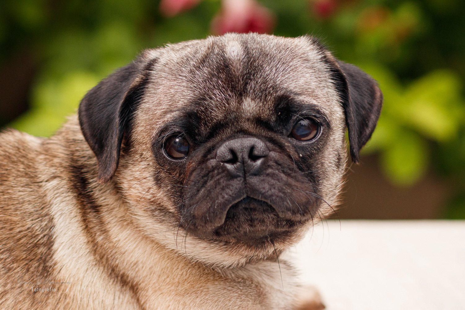 Fotografia Perrito Pug Cancún