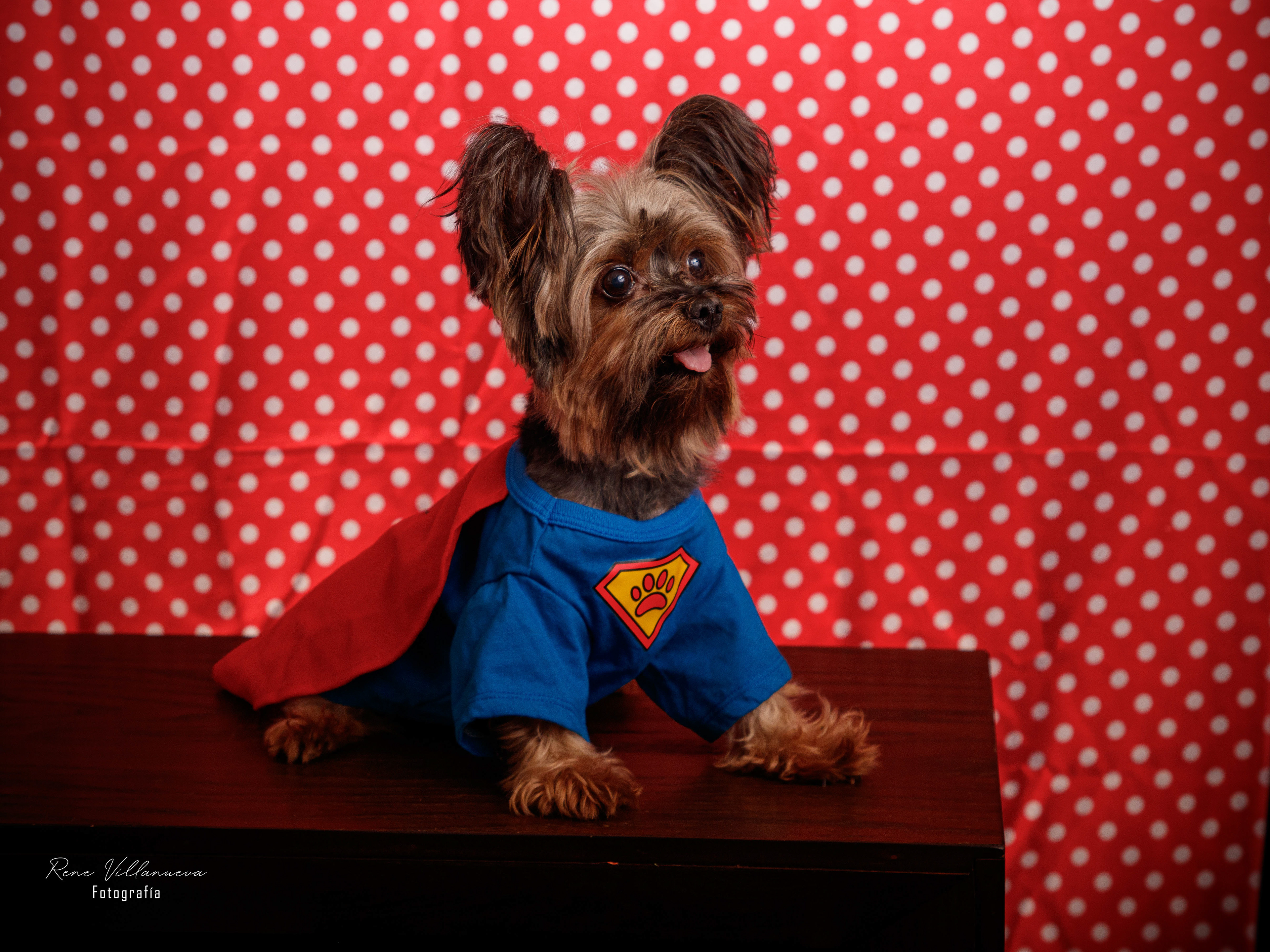 Foto de perrito Supercan en Cancún